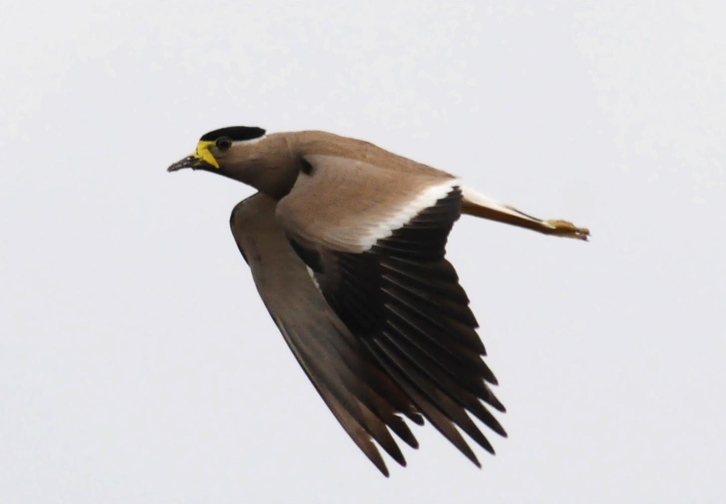 Avefría Malabar