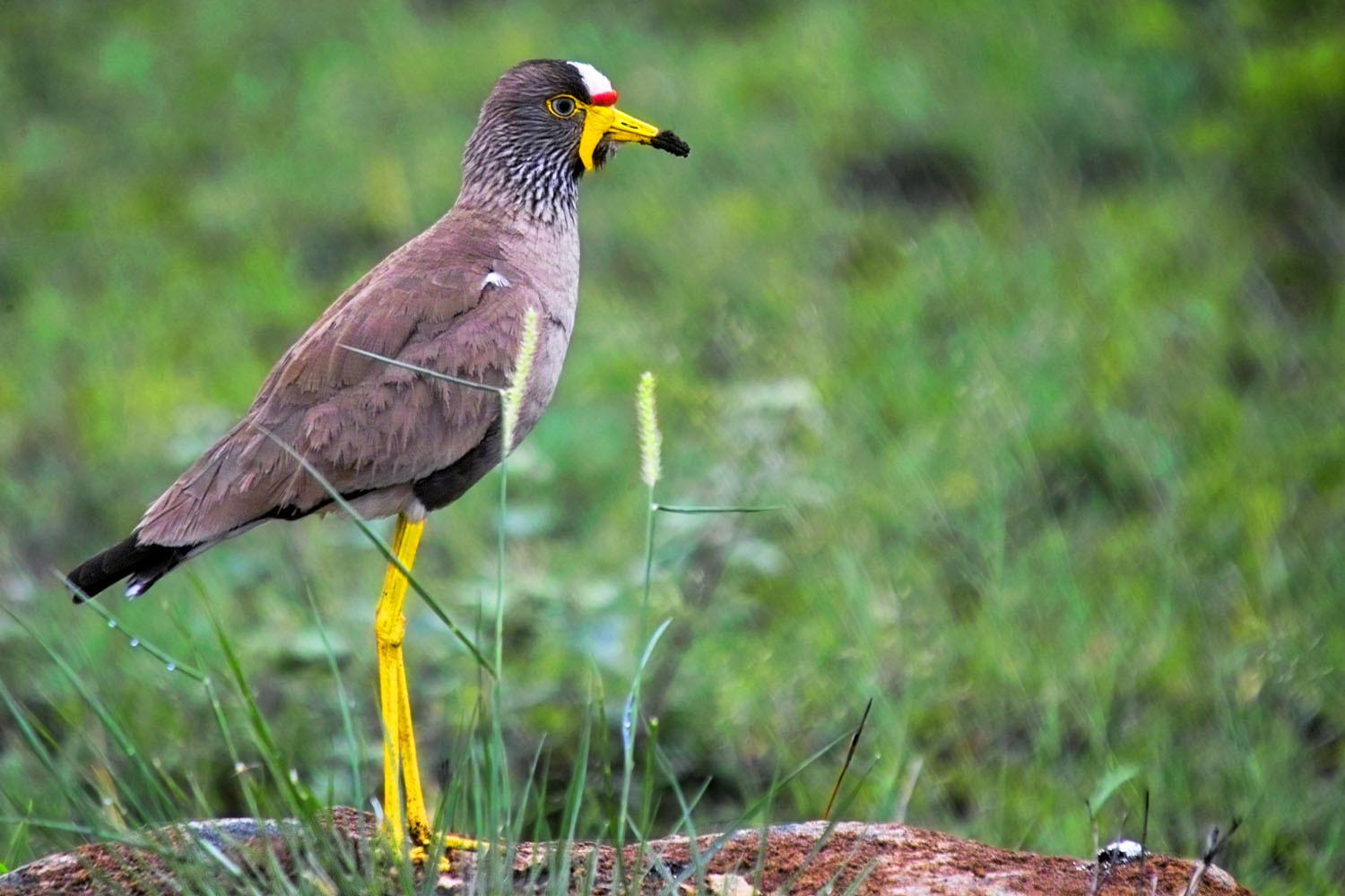 Avefría senegalesa