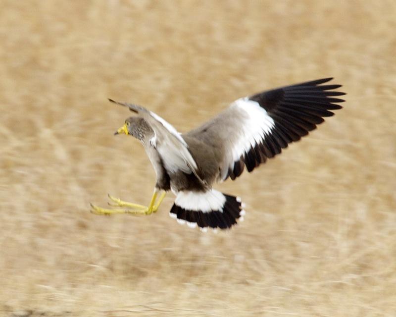 Avefría senegalesa