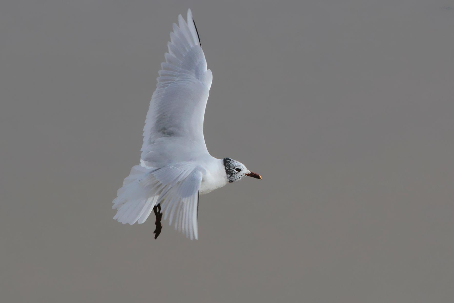 Mediterranean Gull