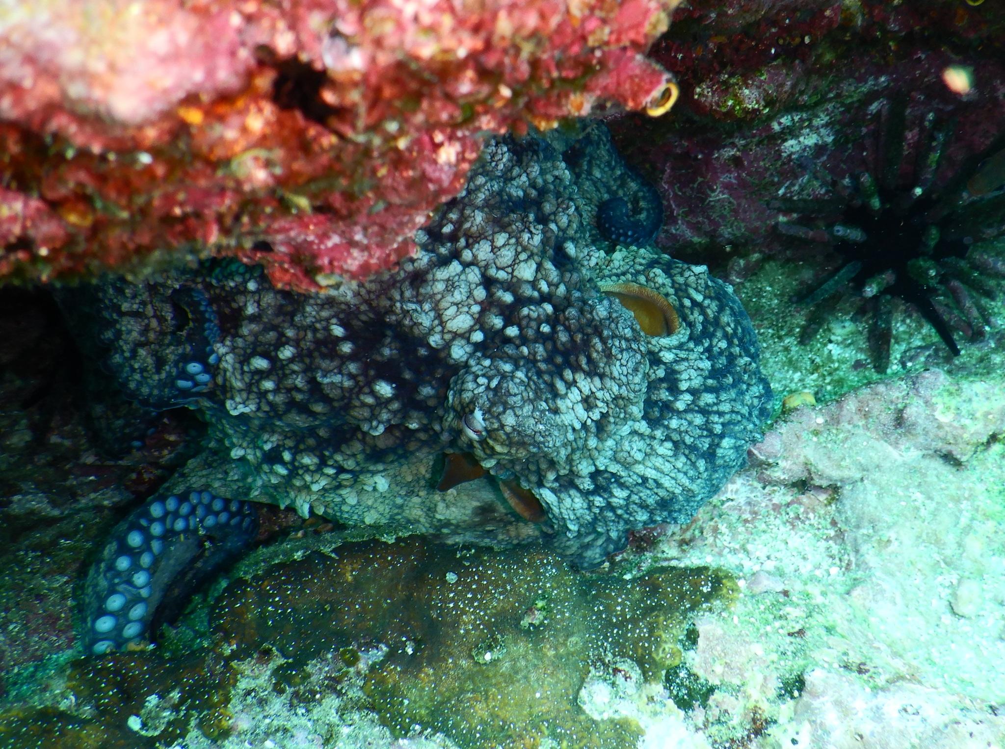 Pulpo de las Galápagos