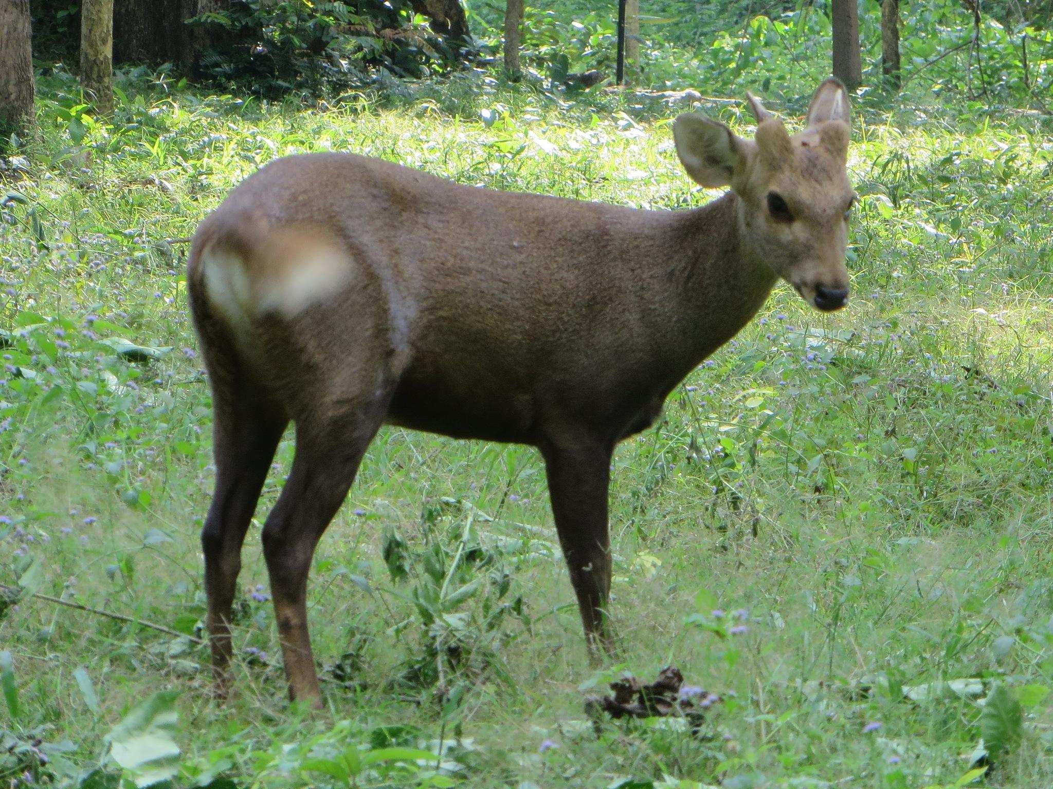 Cervini