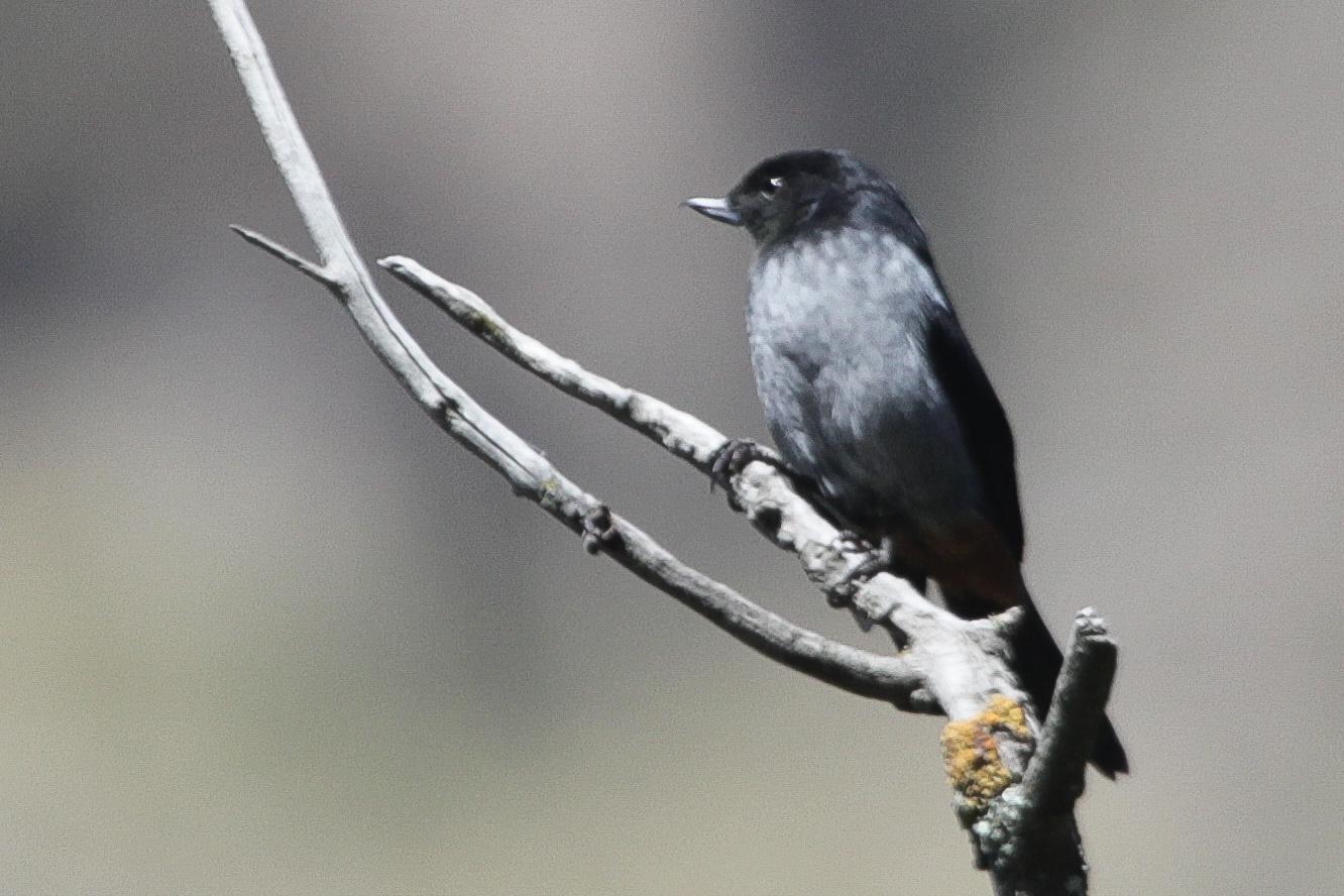 Gray-bellied Flowerpiercer