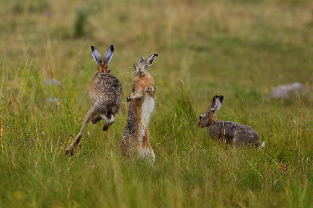 Liebres y conejos