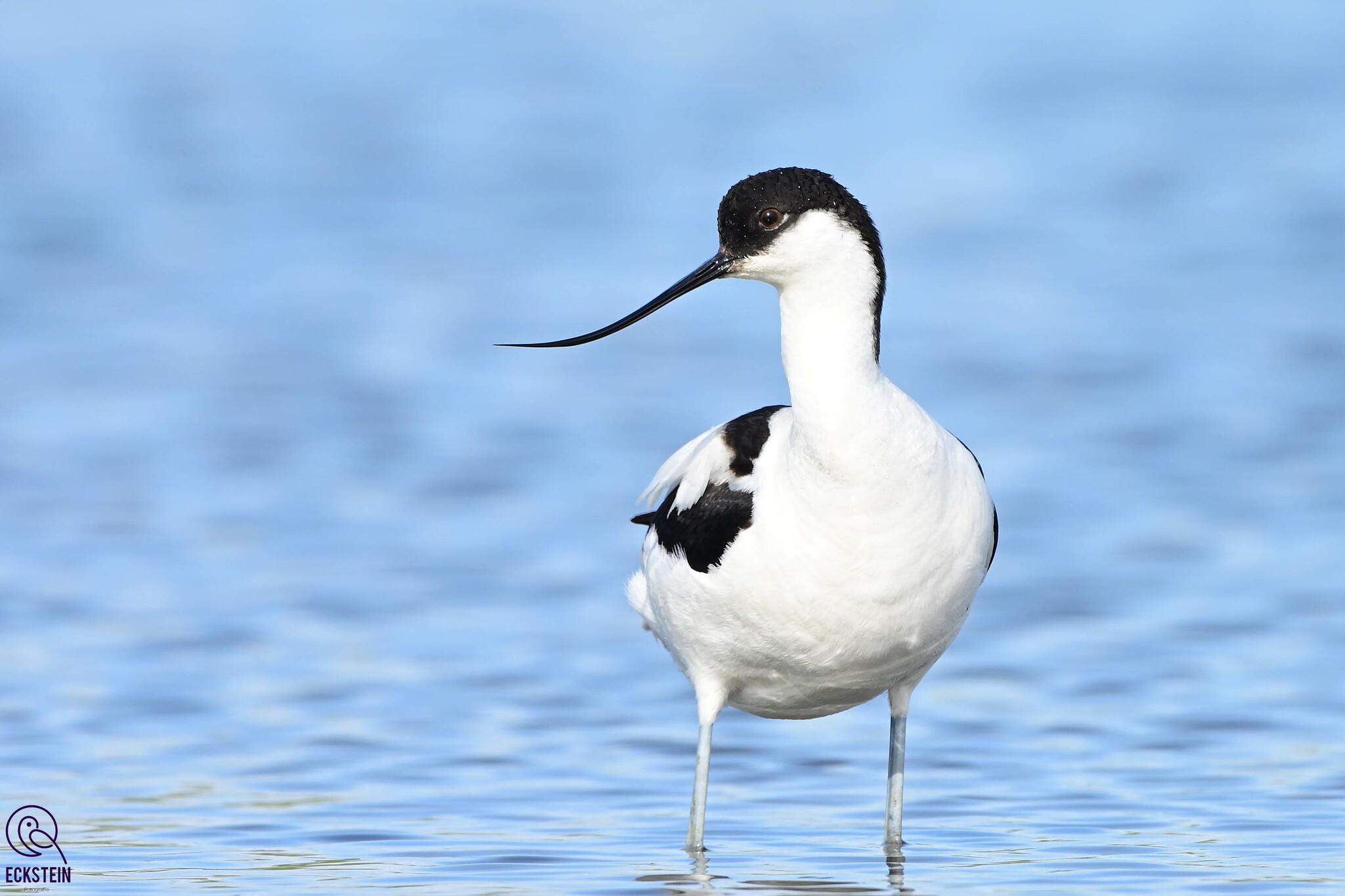 Avoceta Común