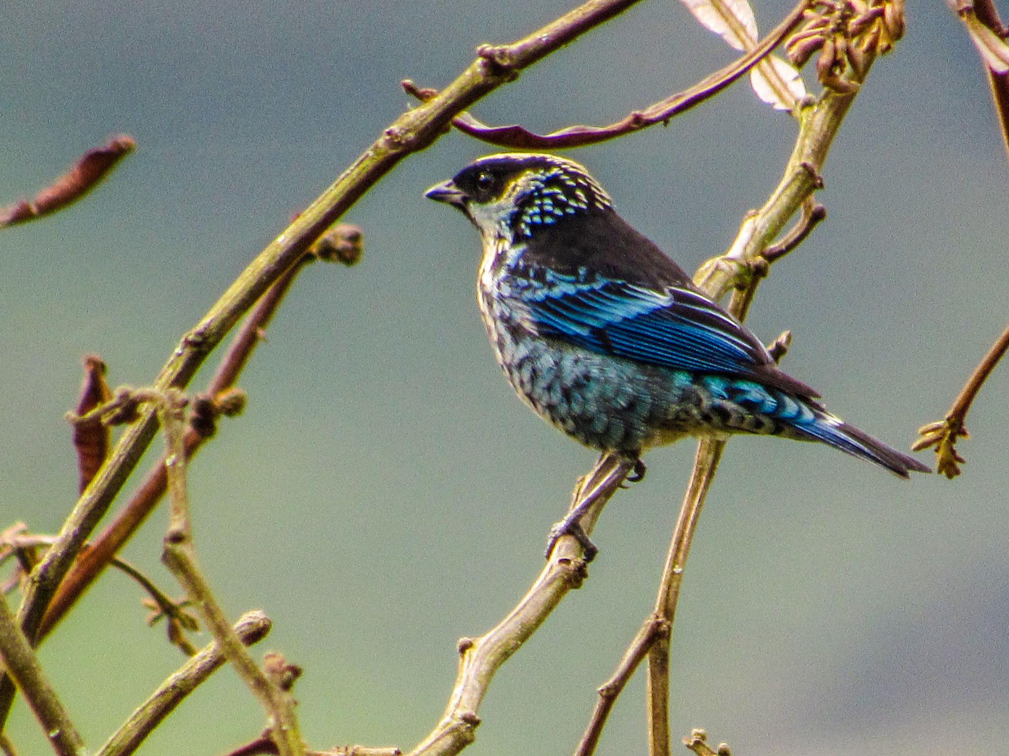 Beryl-spangled Tanager