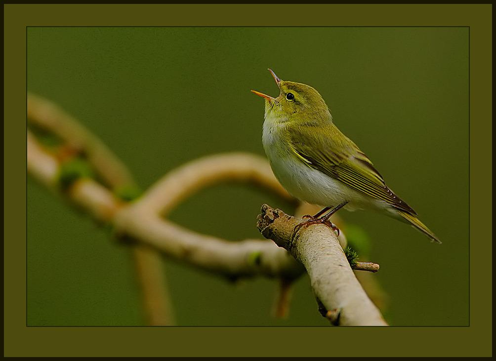 Mosquitero silbador
