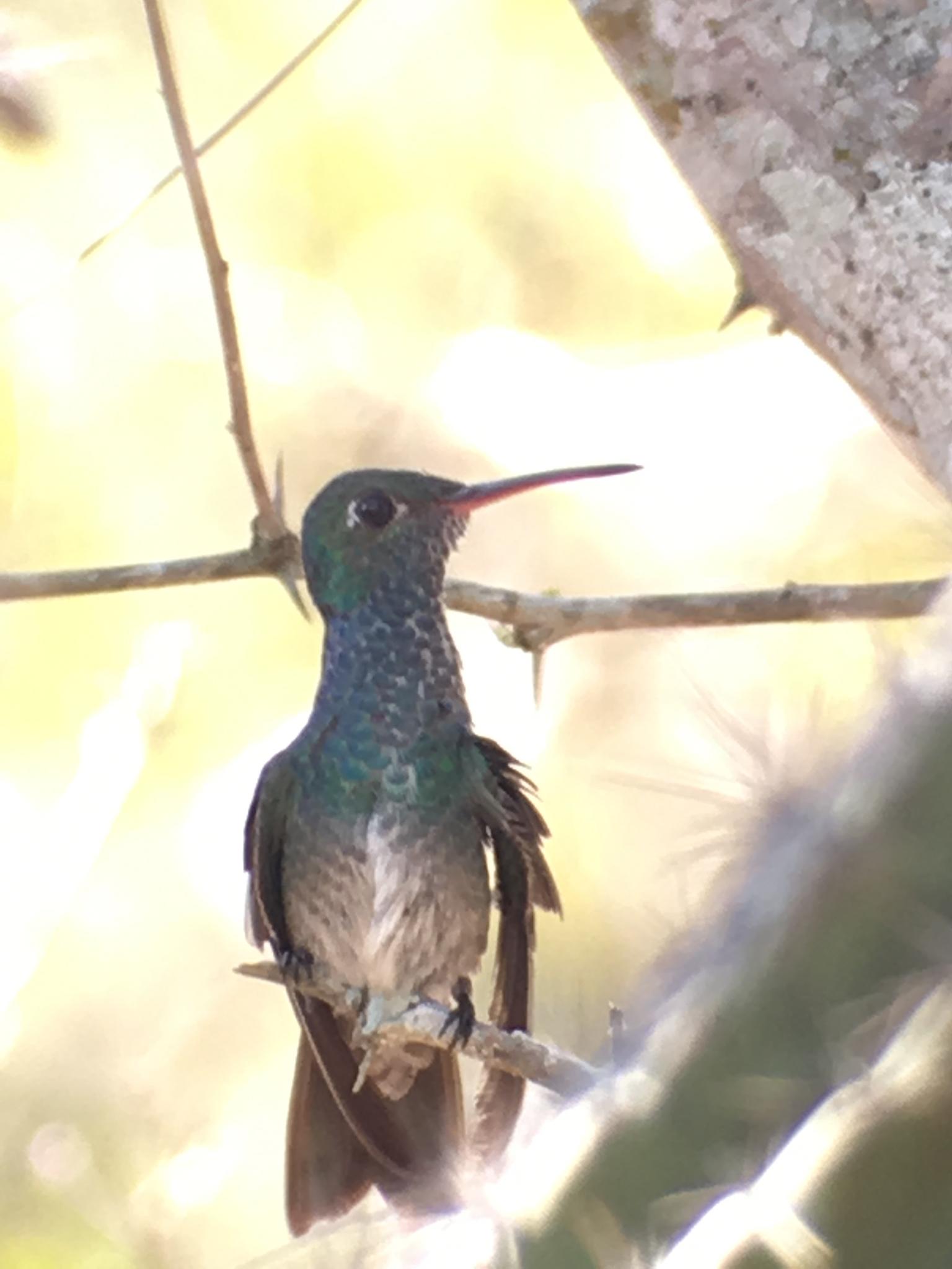 Honduran Emerald