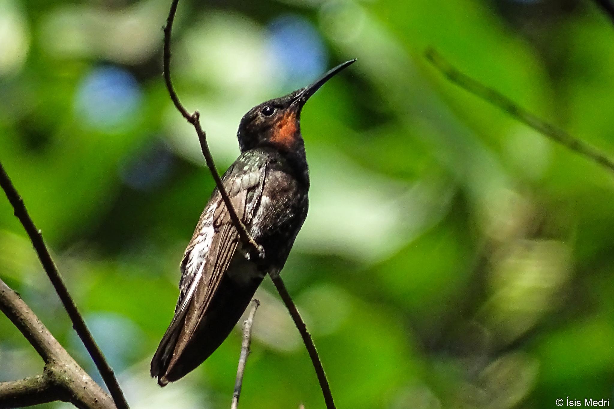 Black Jacobin