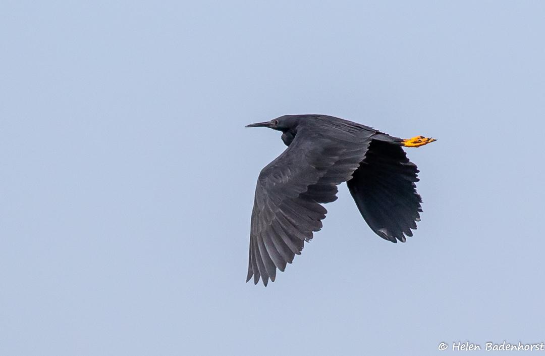 Black Heron