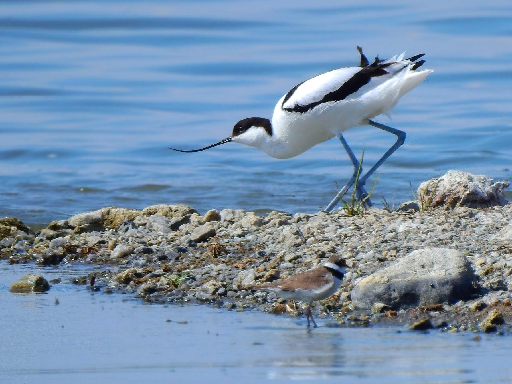 Avoceta Común