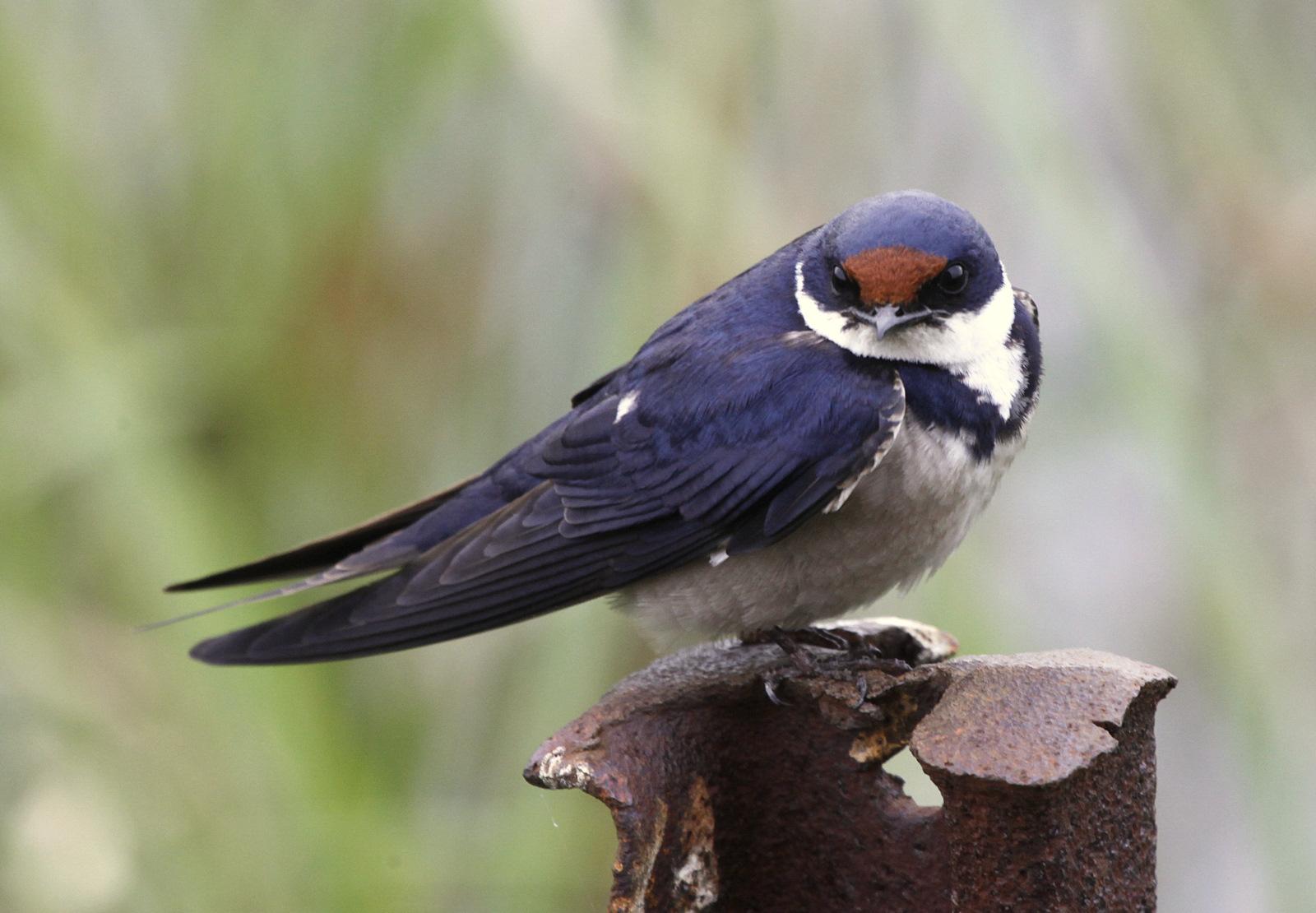 Golondrina Gorgiblanca