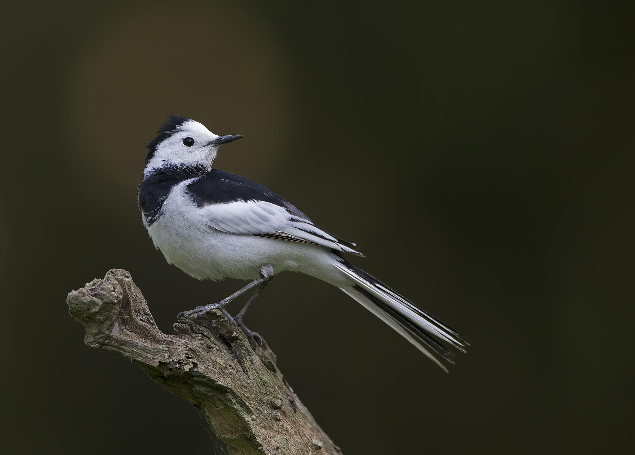 Lavandera blanca