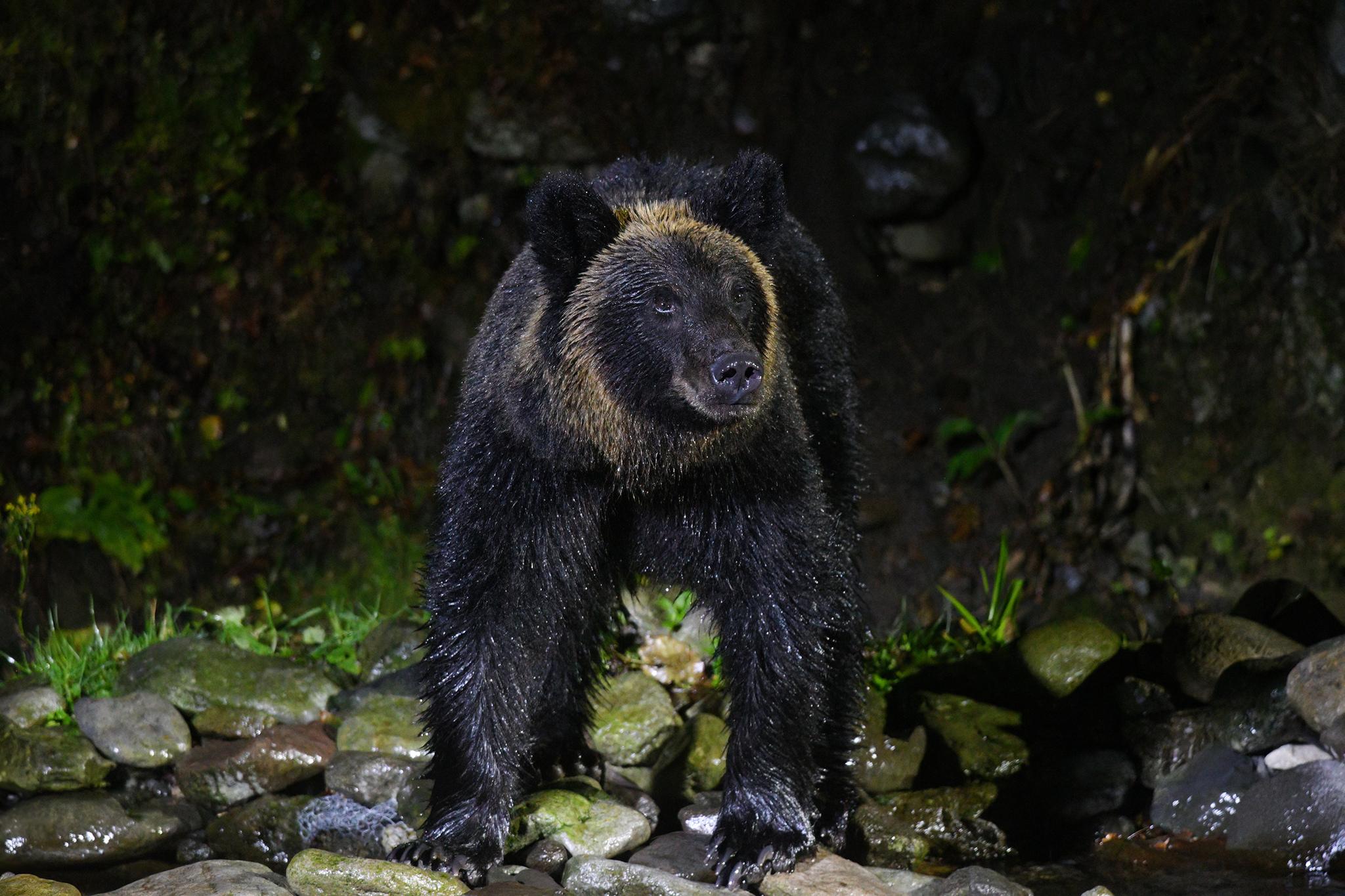 Oso Pardo