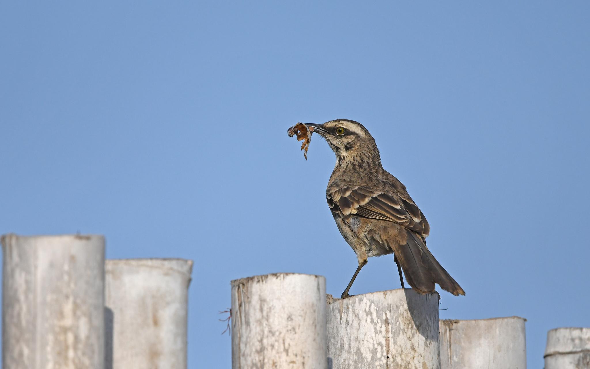 Long-tailed Mockingbird