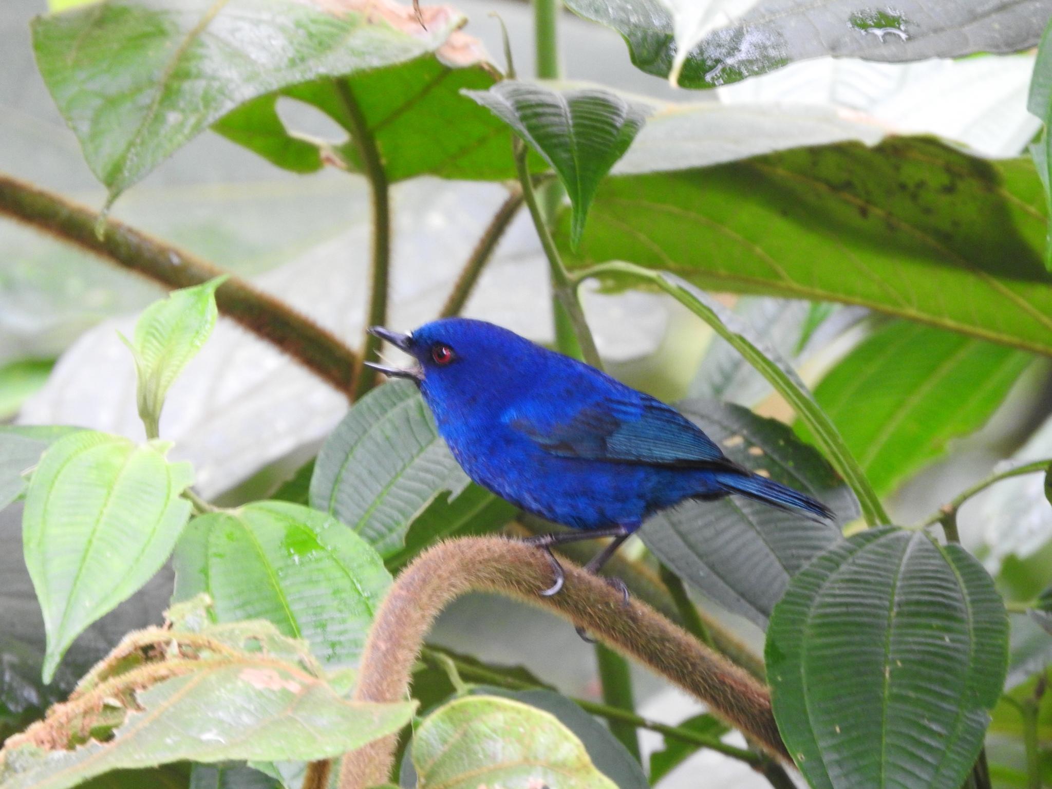 Indigo Flowerpiercer
