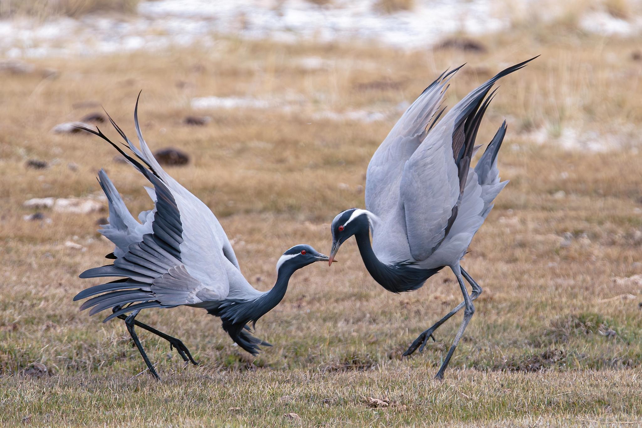 Grulla damisela