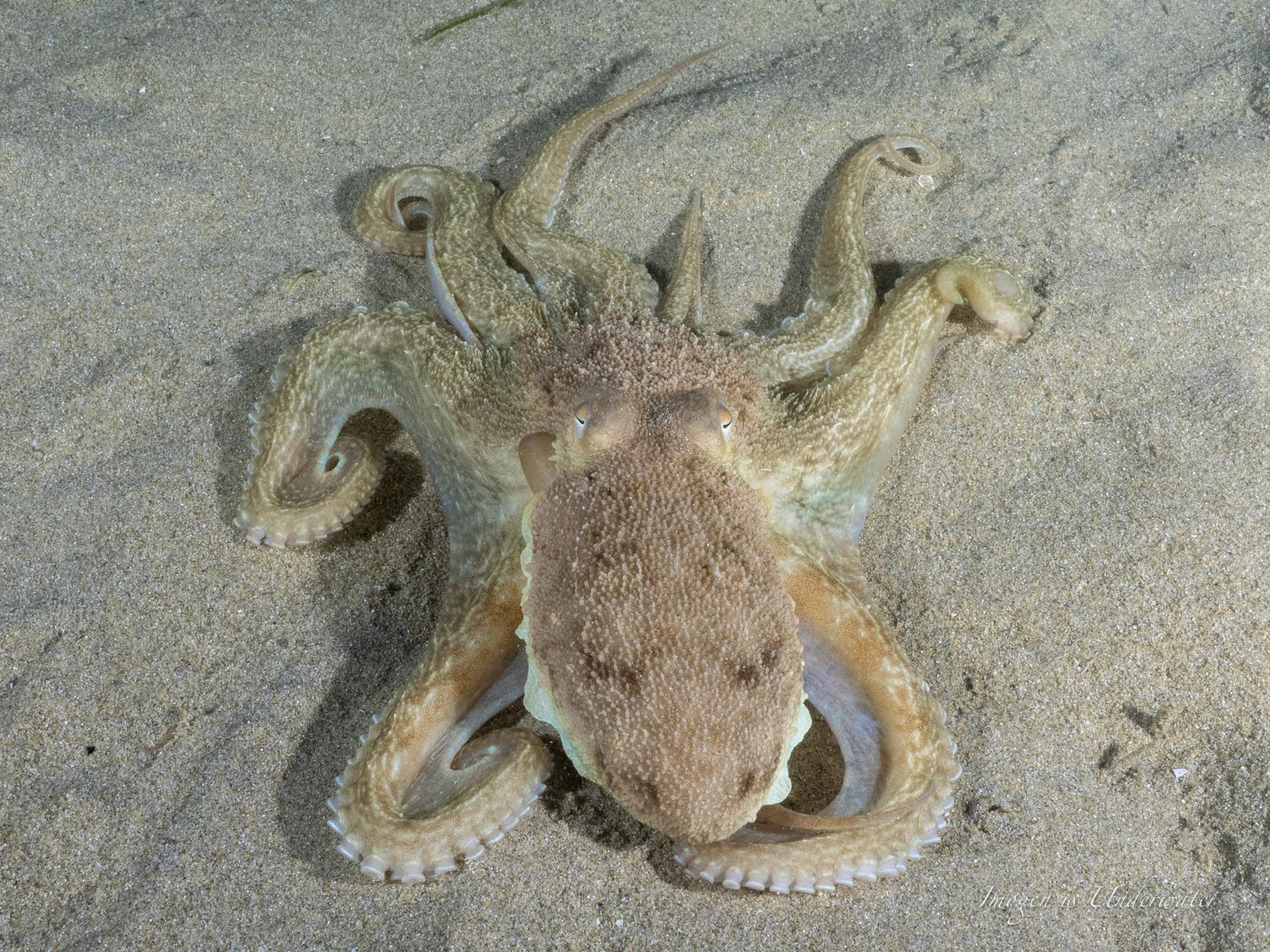 Southern Keeled Octopus