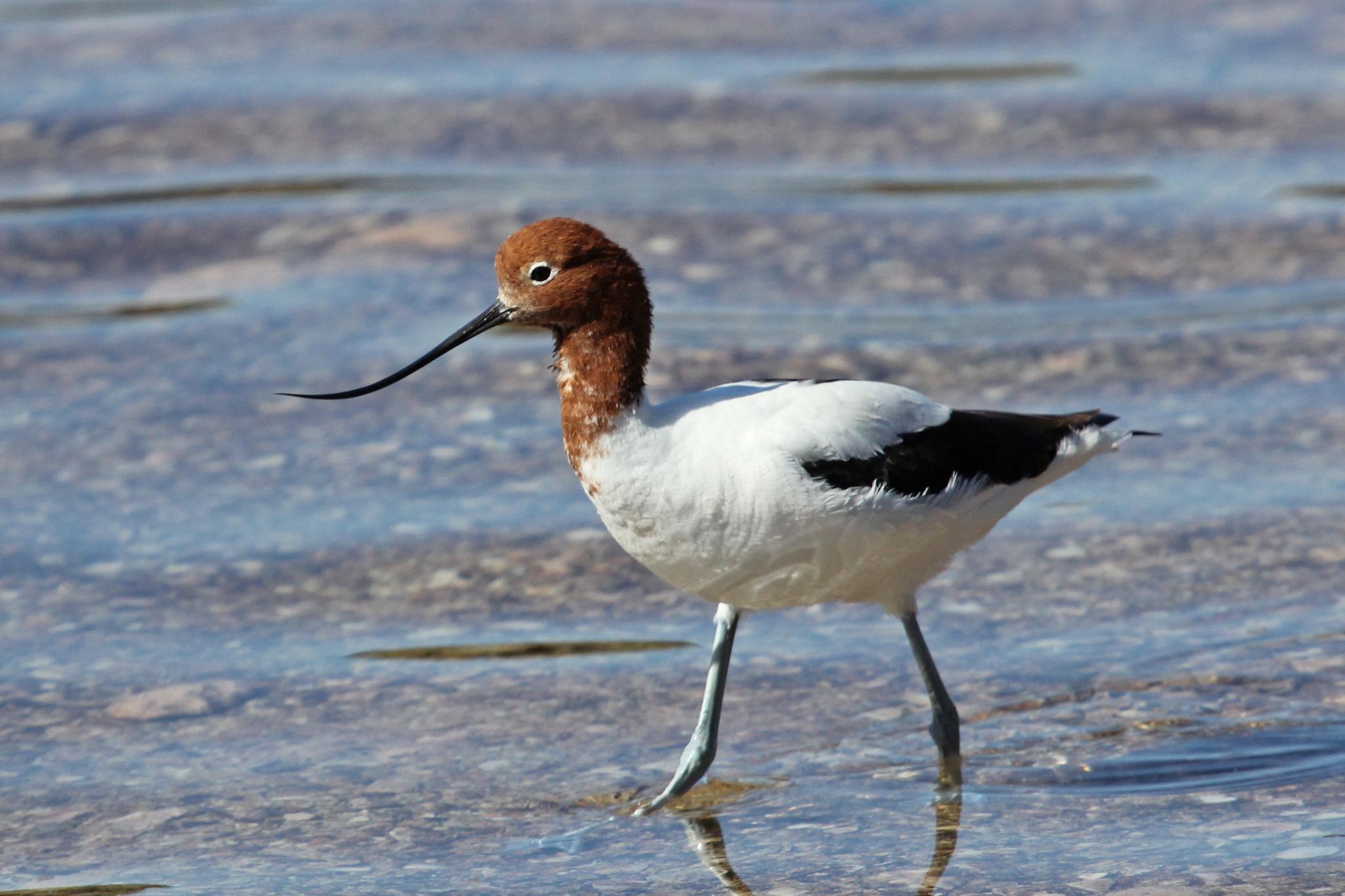 Avoceta Australiana