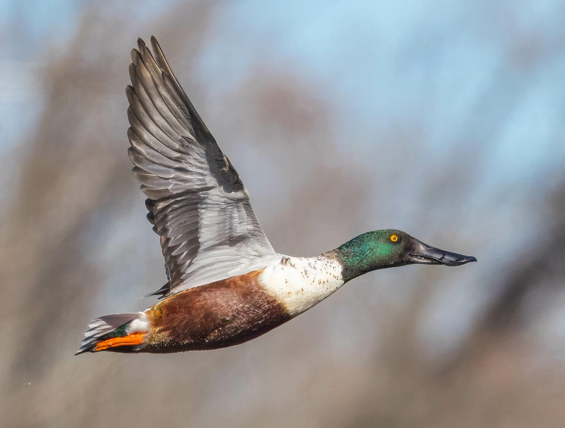 Pato cucharón norteño