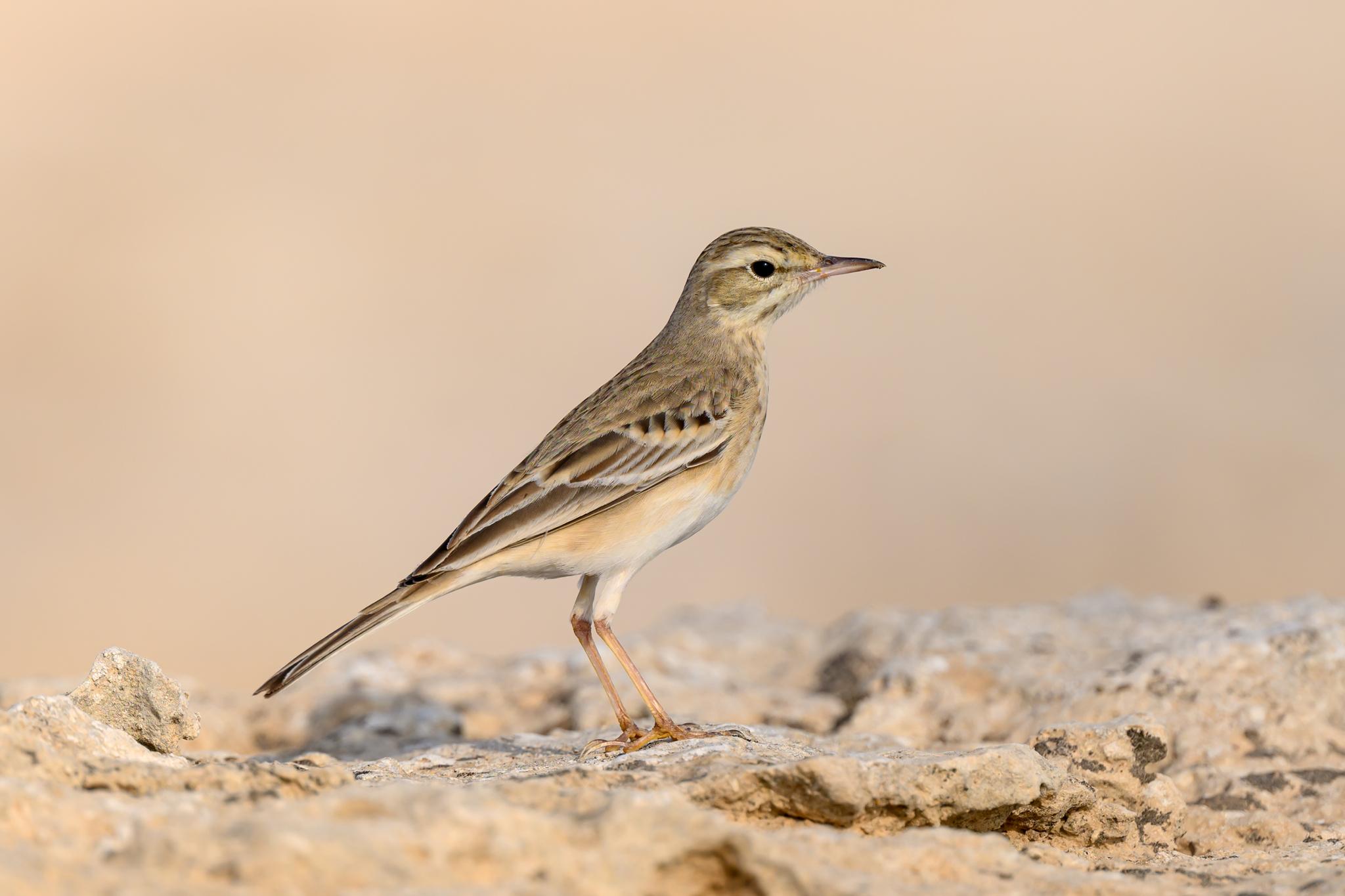 Bisbita campestre