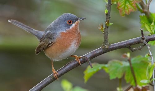 Curruca carrasqueña occidental