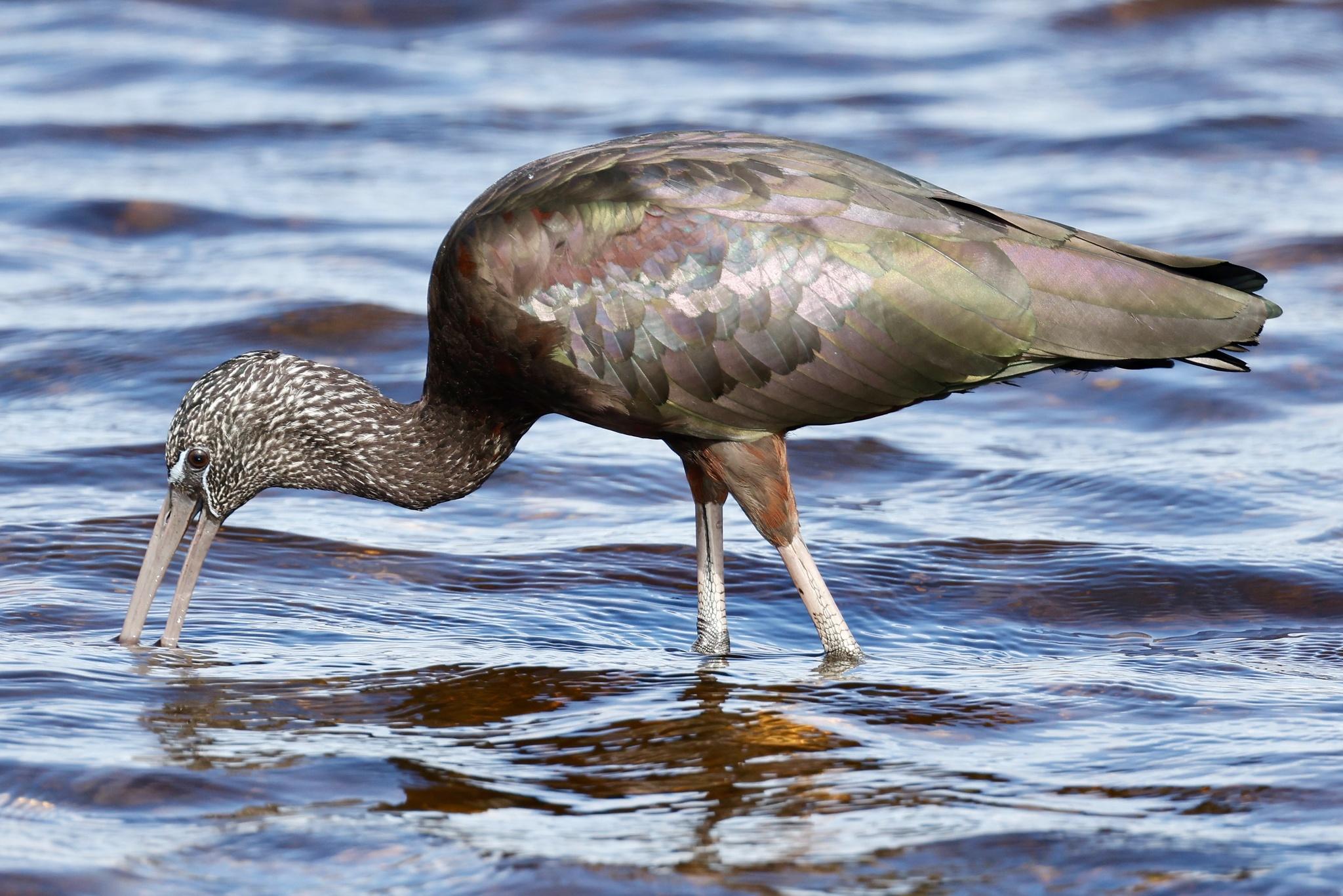 Ibis cara oscura