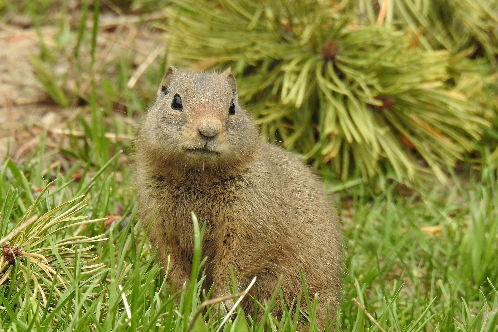 Placental Mammals