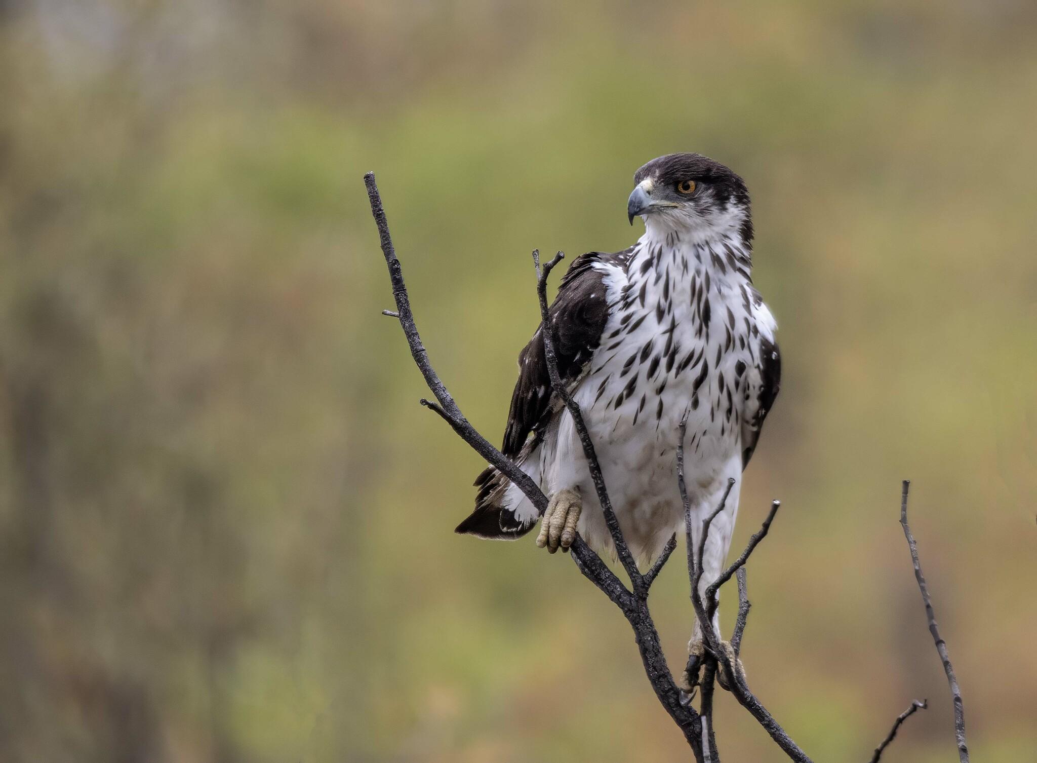 African Hawk-Eagle