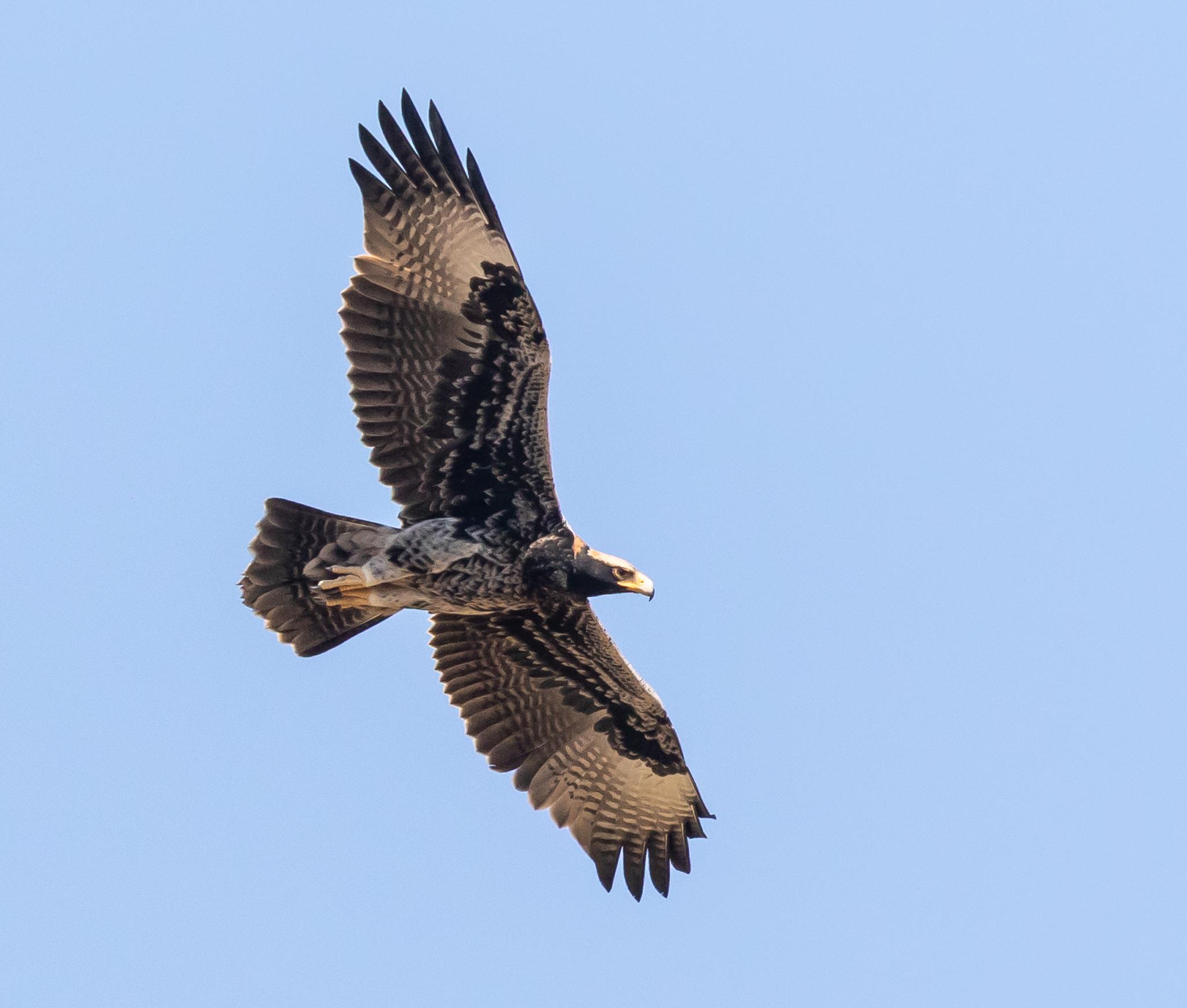 Águila cafre