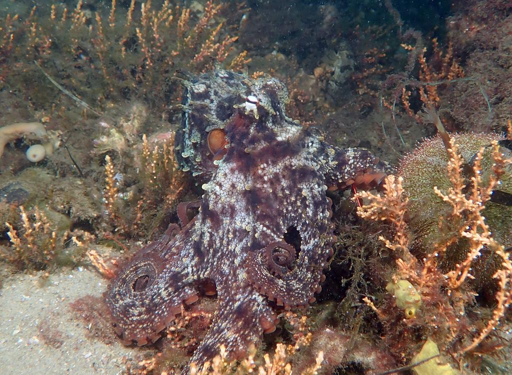 Common Sydney Octopus