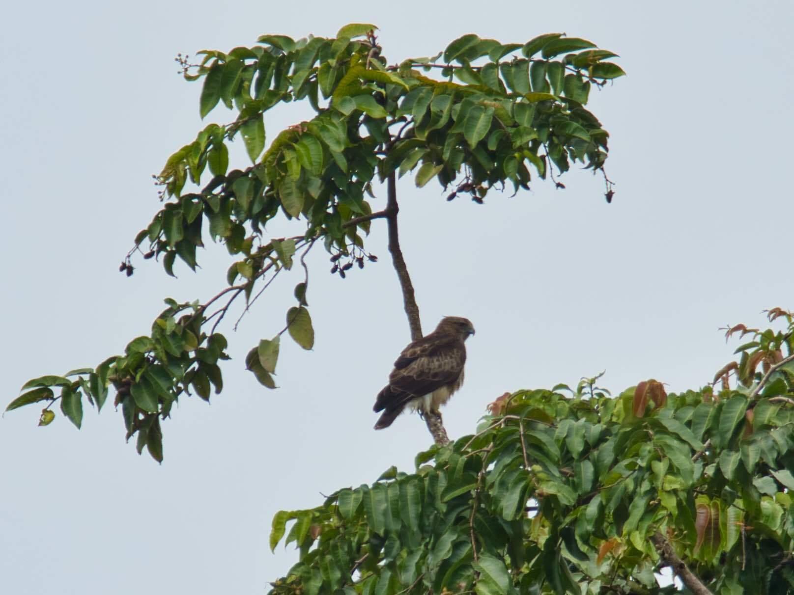 Águila papú
