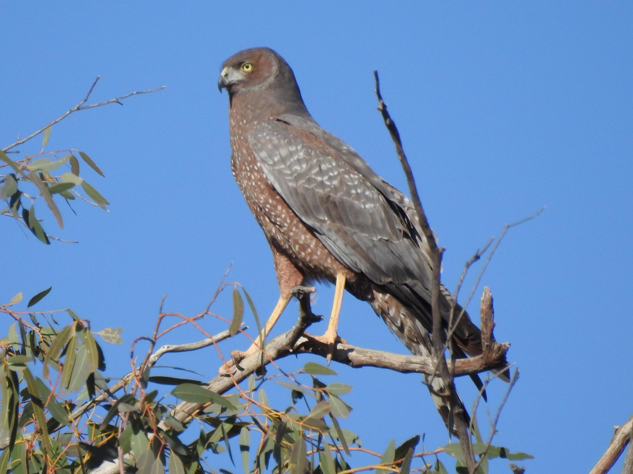 Aguilucho moteado