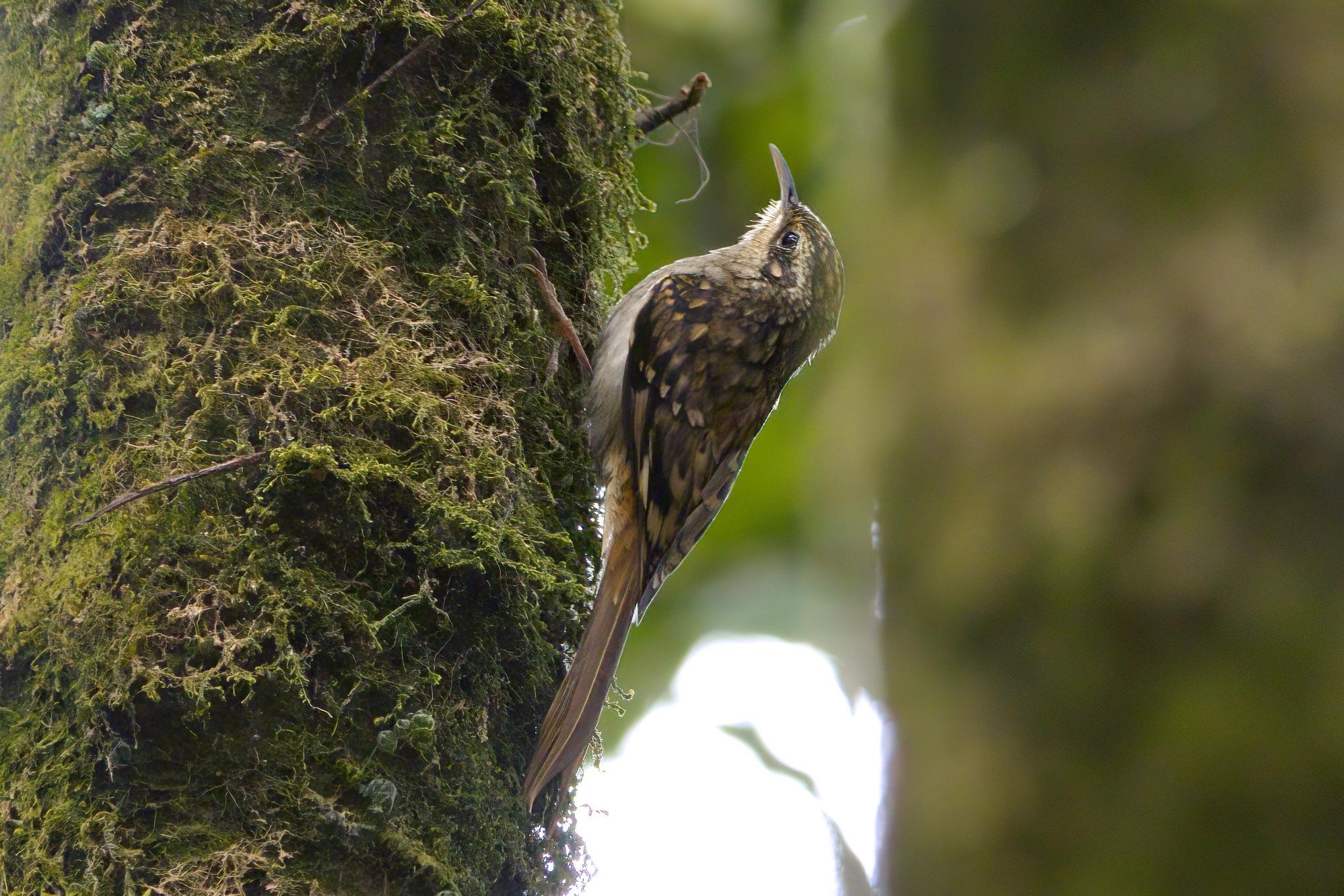Hume's Treecreeper