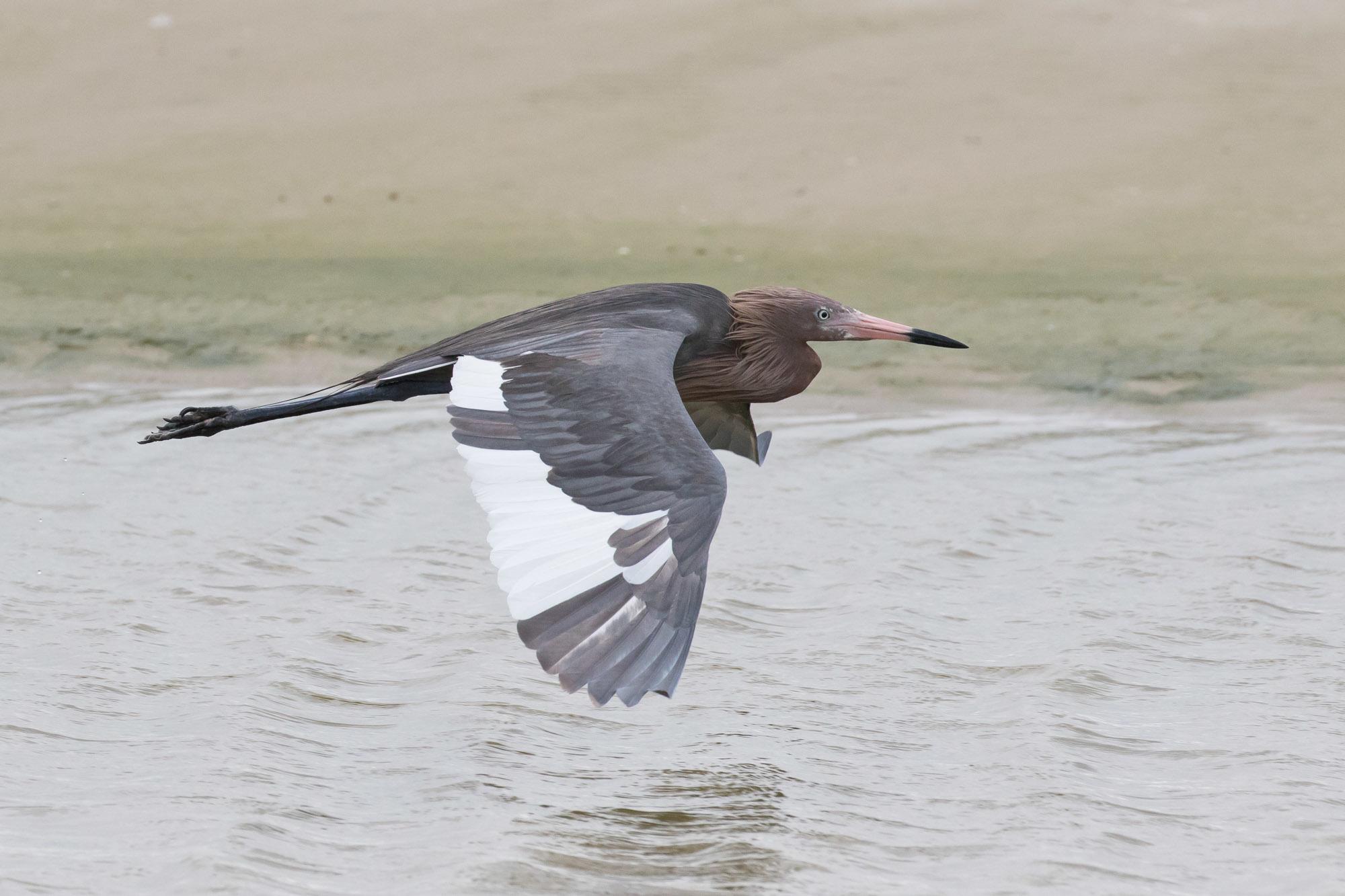 Reddish Egret