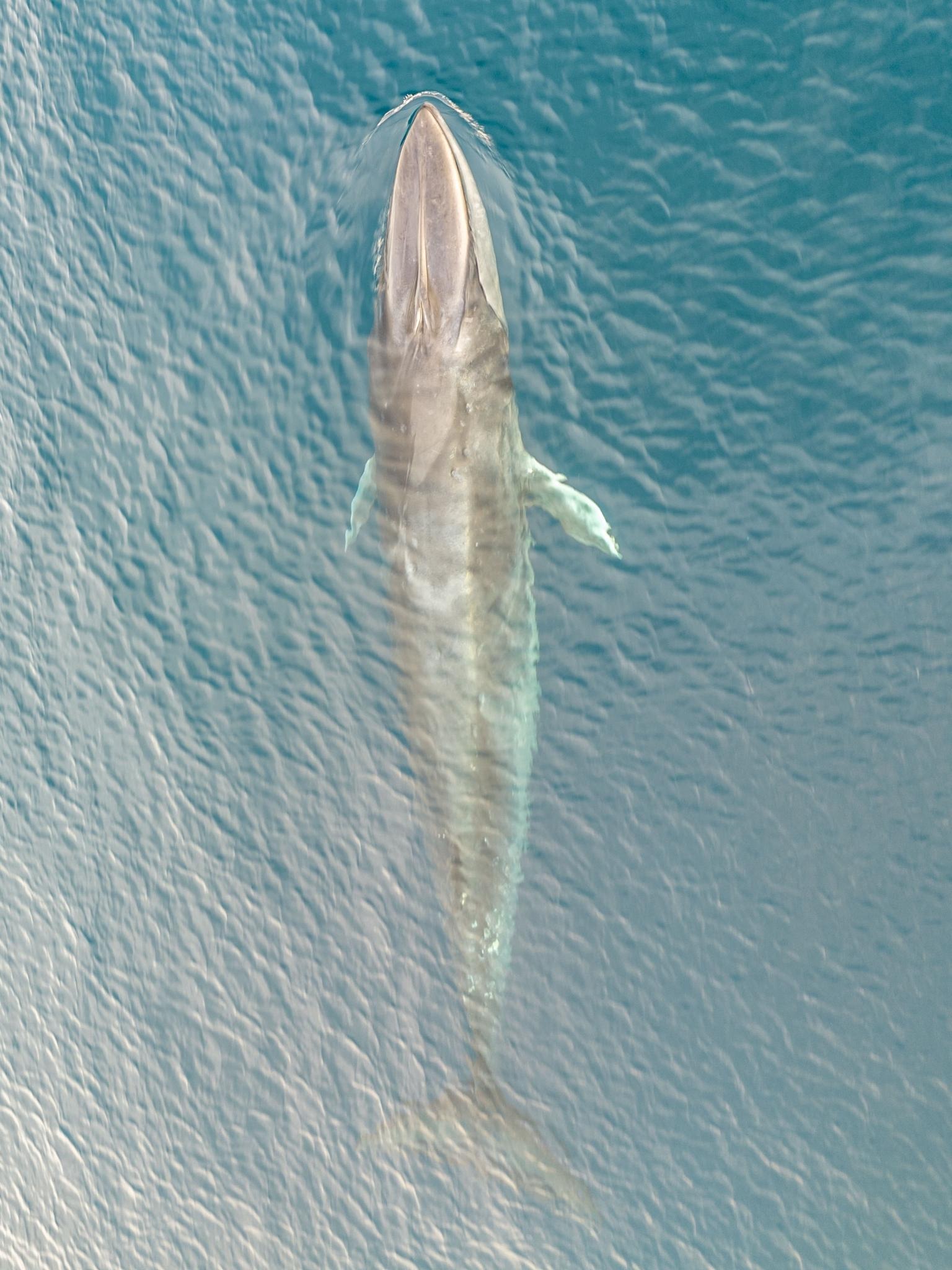 Rorcual de Omura
