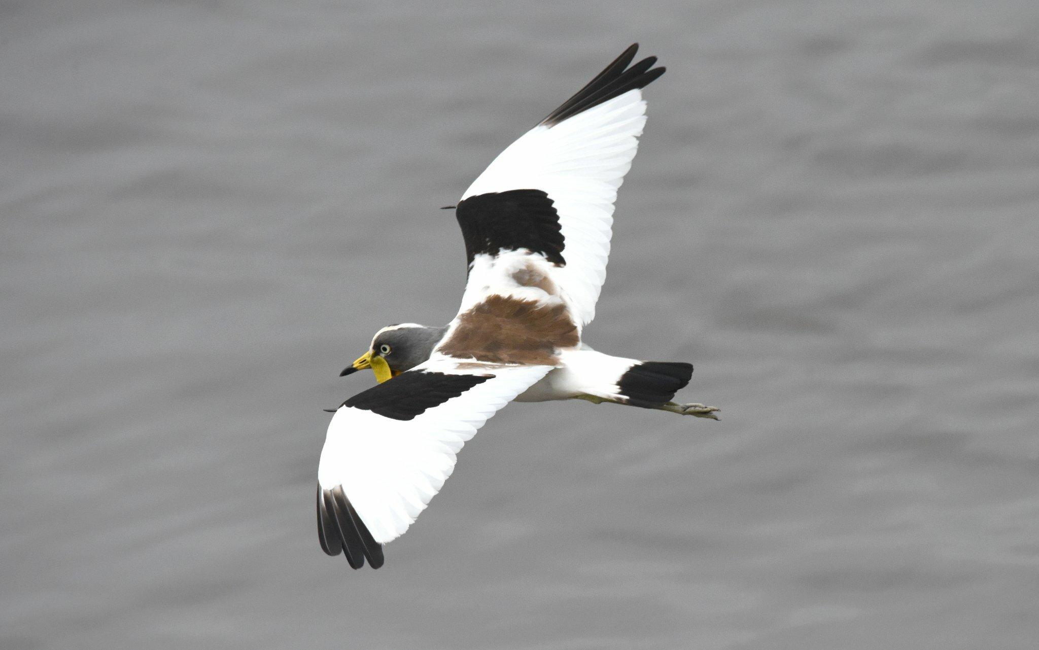 Avefría Coroniblanca