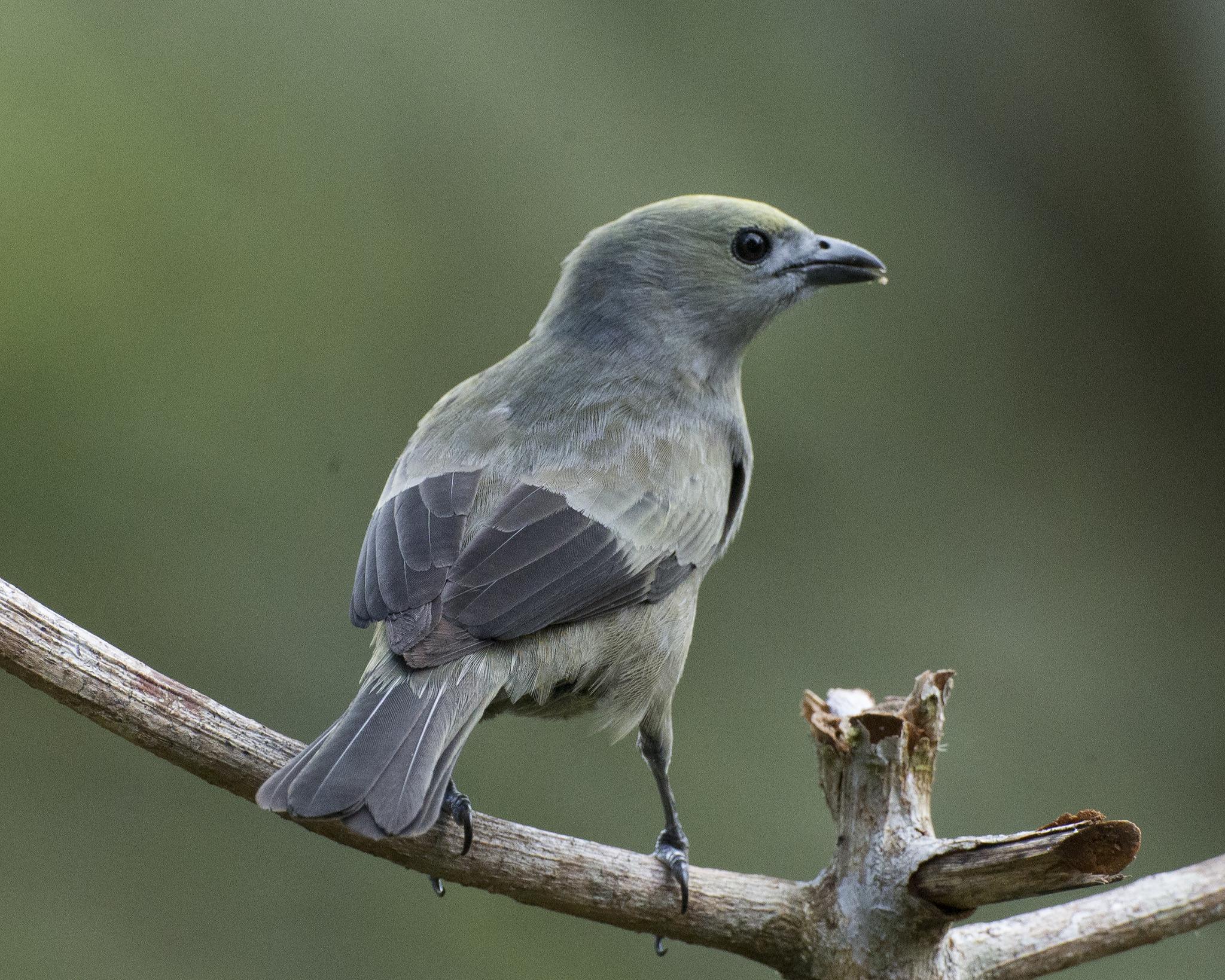 Palm Tanager