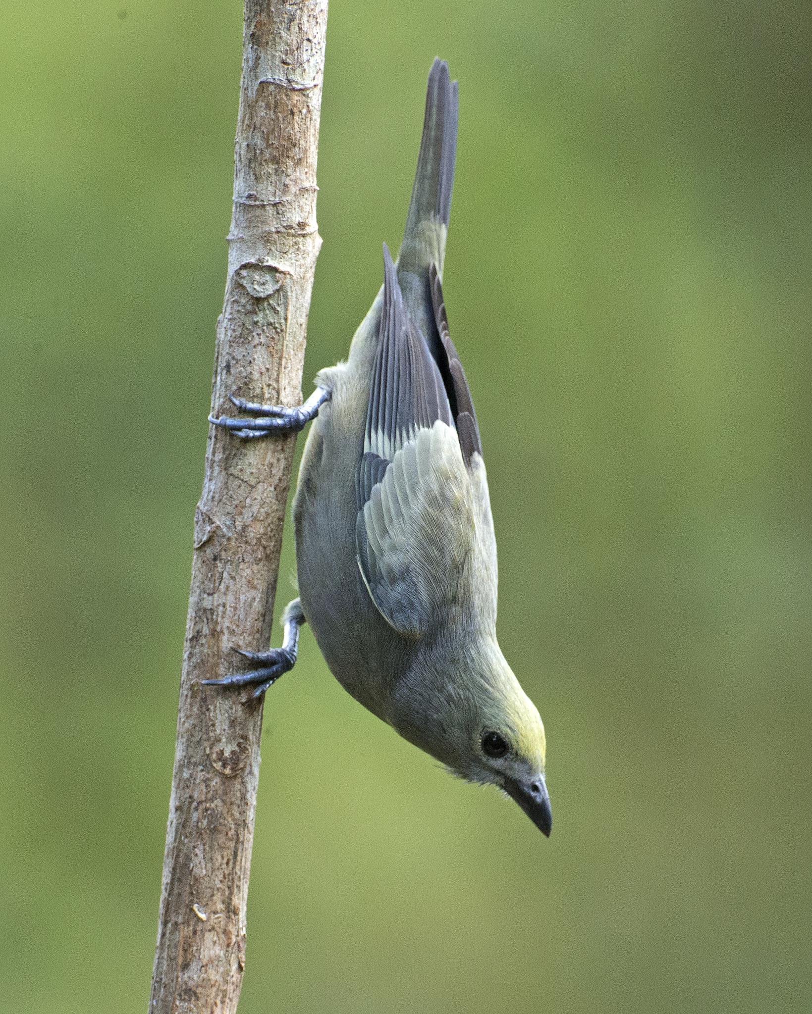 Palm Tanager
