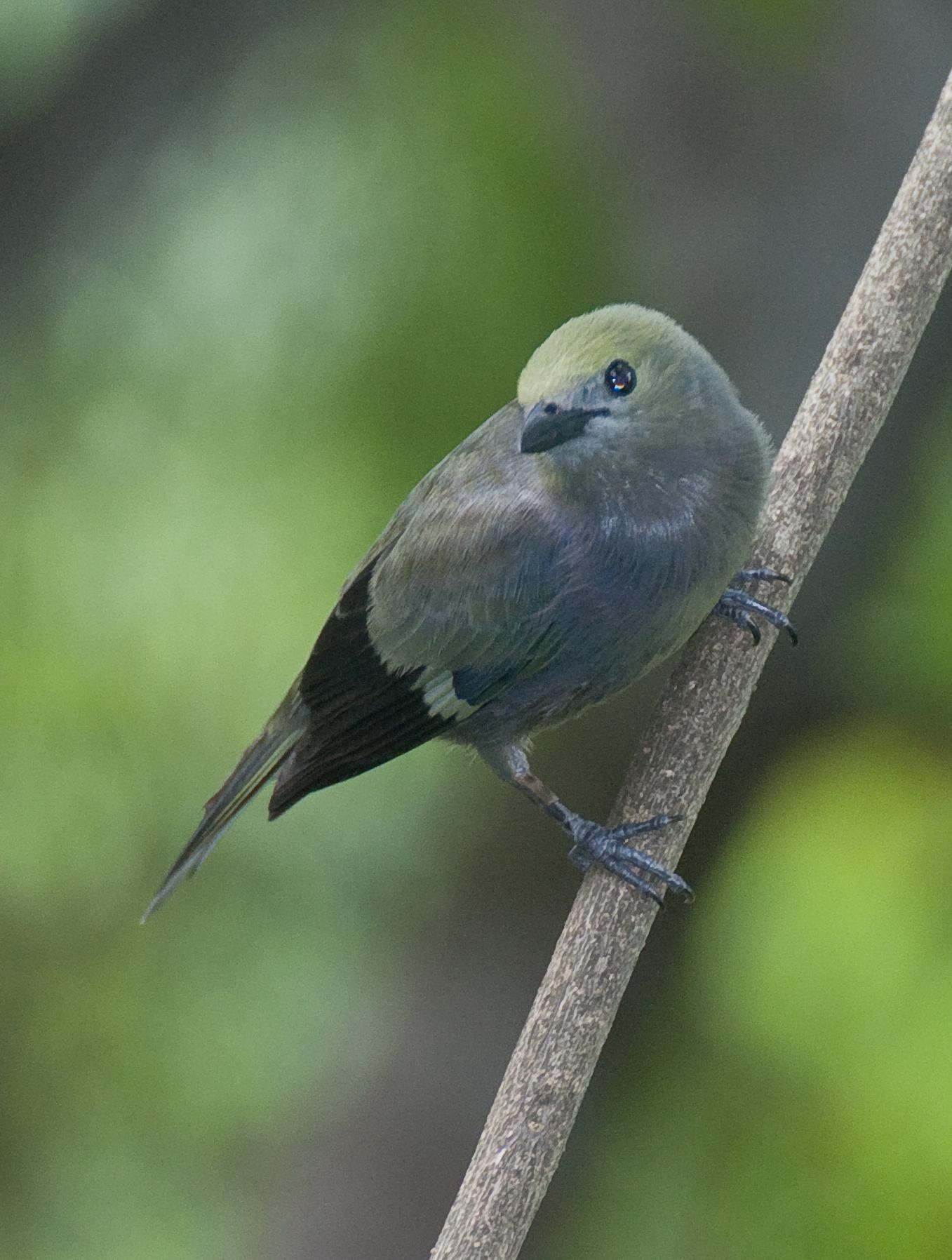 Palm Tanager