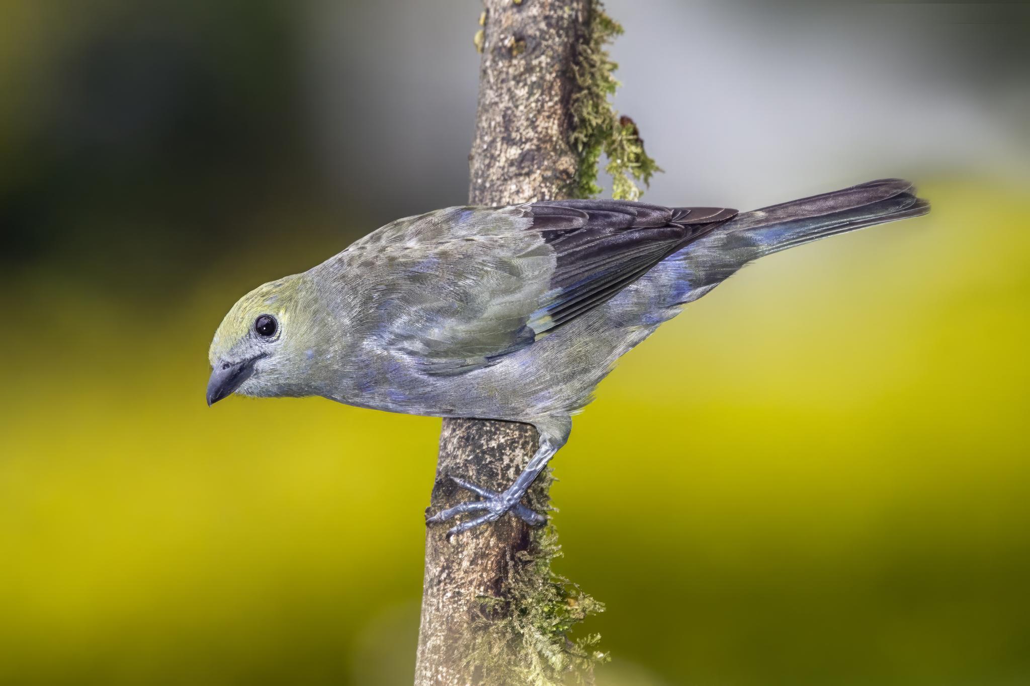 Palm Tanager