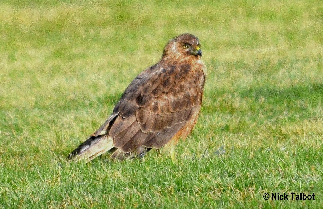 Aguilucho lagunero del Pacífico
