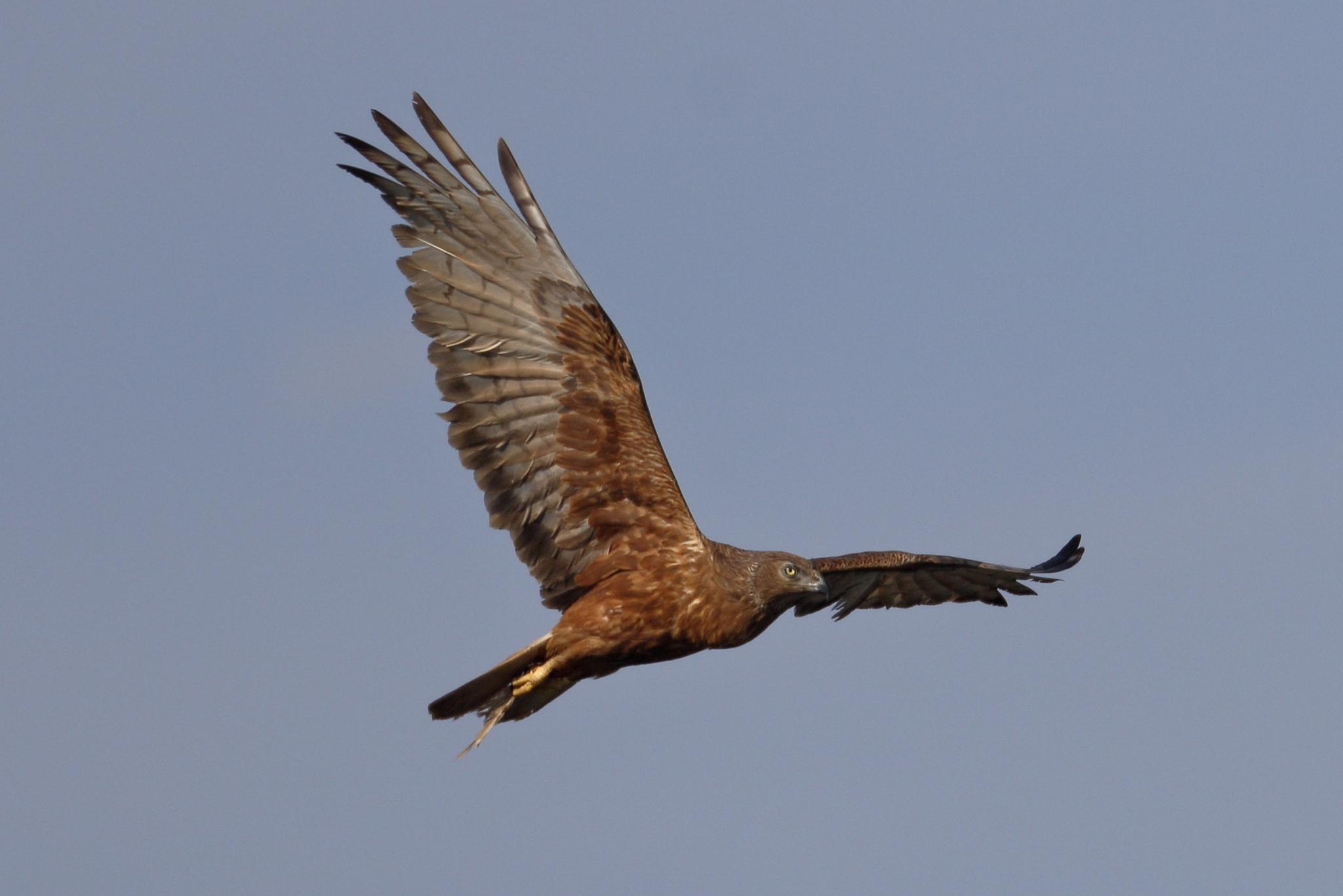 Aguilucho lagunero del Pacífico