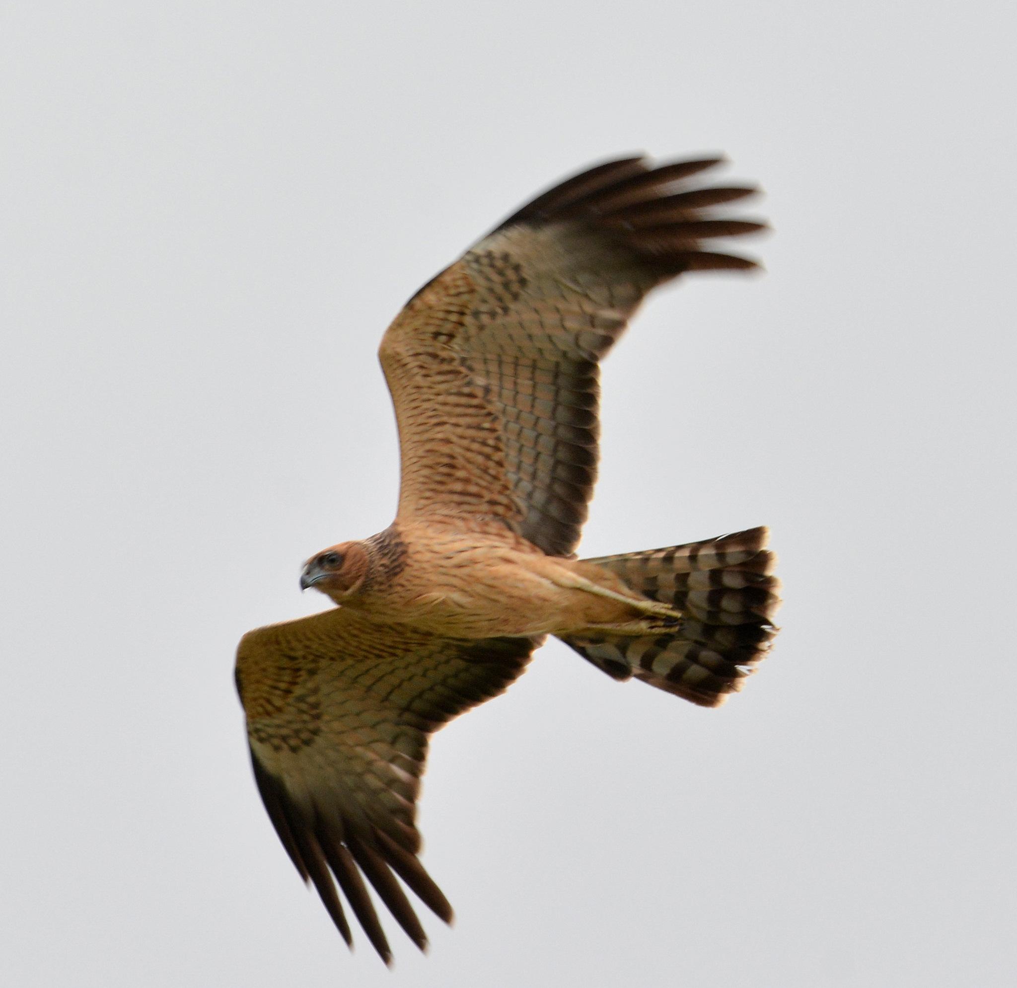 Aguilucho moteado