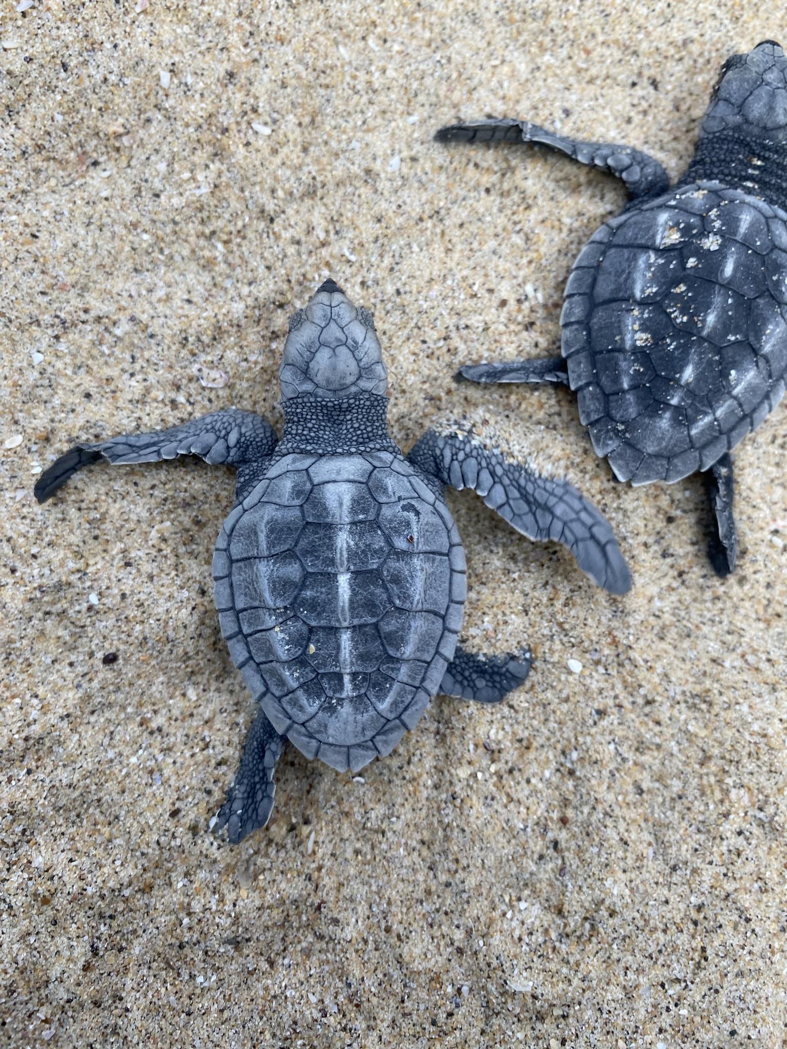Tortuga Golfina