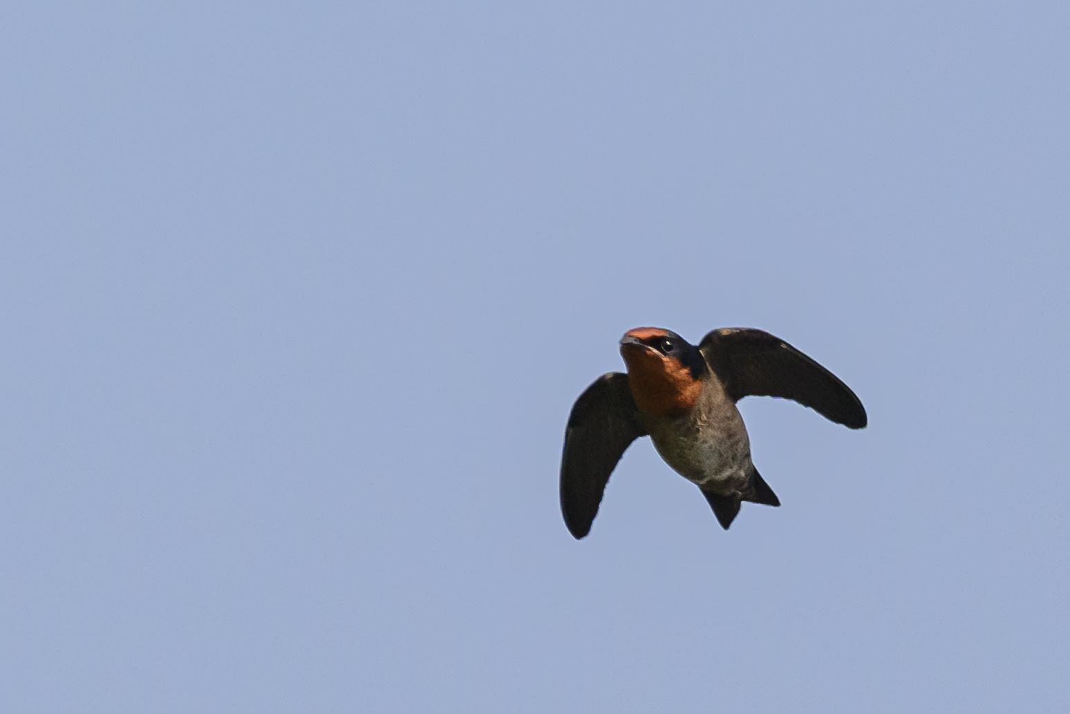 Golondrina del Pacífico