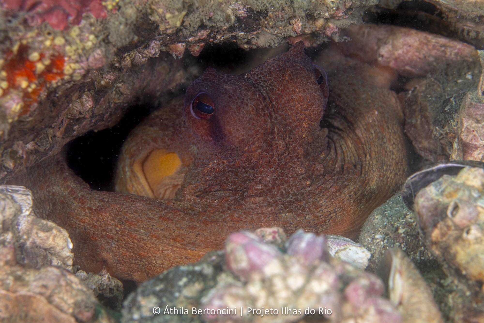 American Octopus