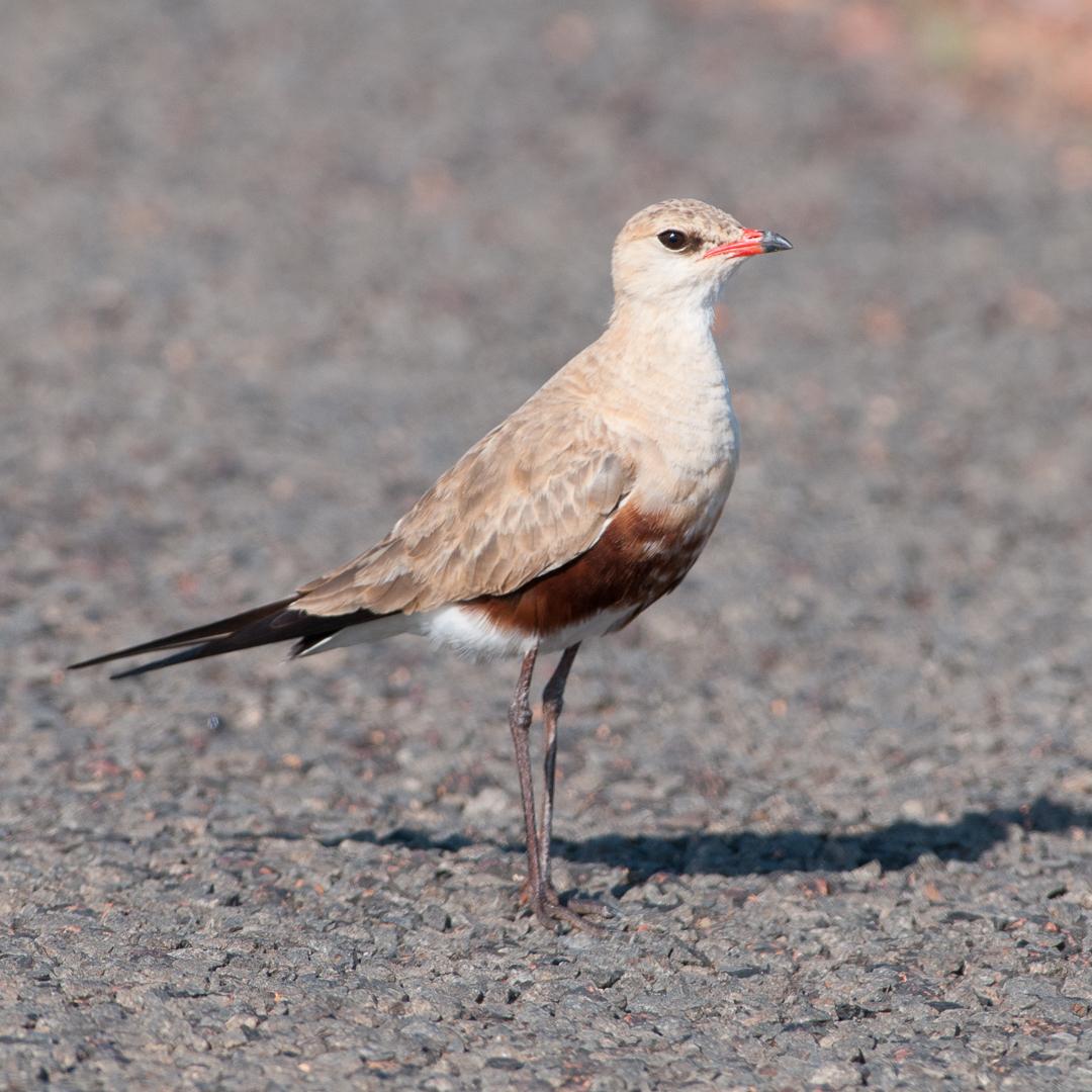 Canastera Patilarga