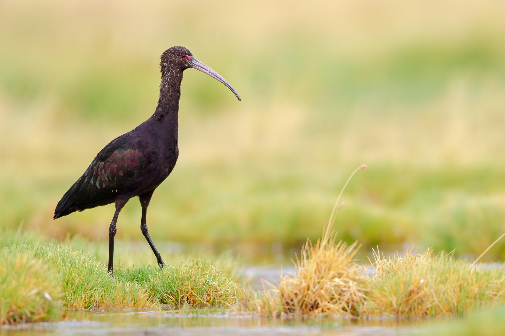 Puna Ibis