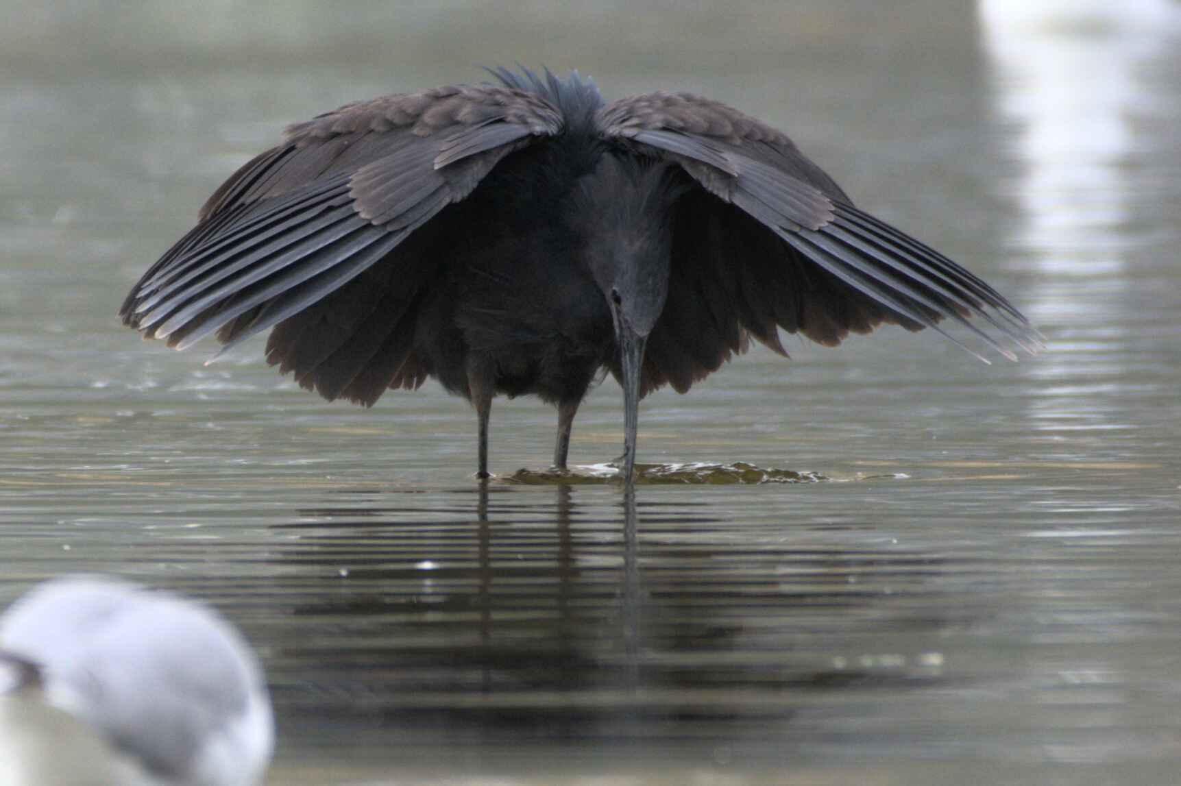Black Heron
